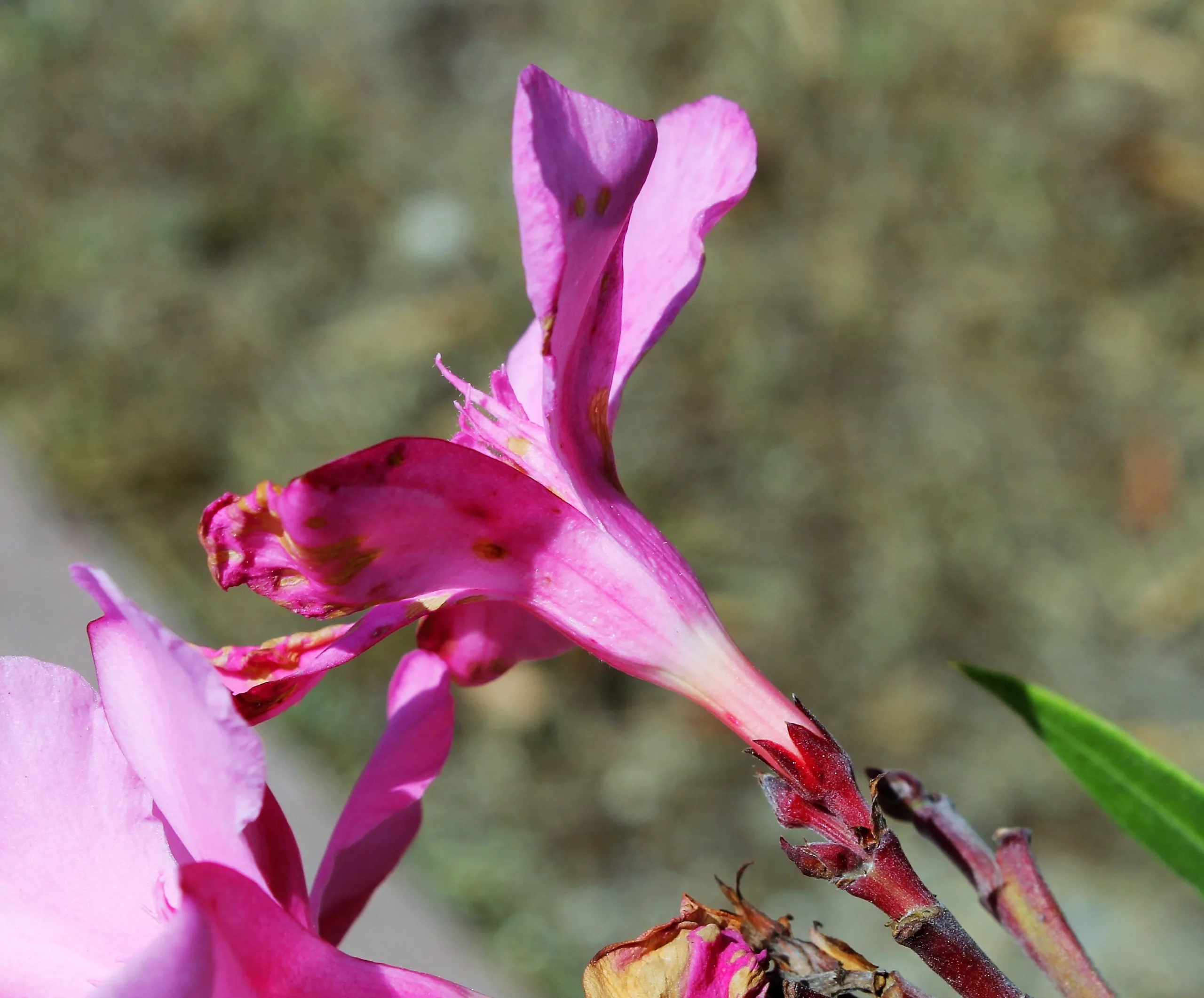 Nerium oleander