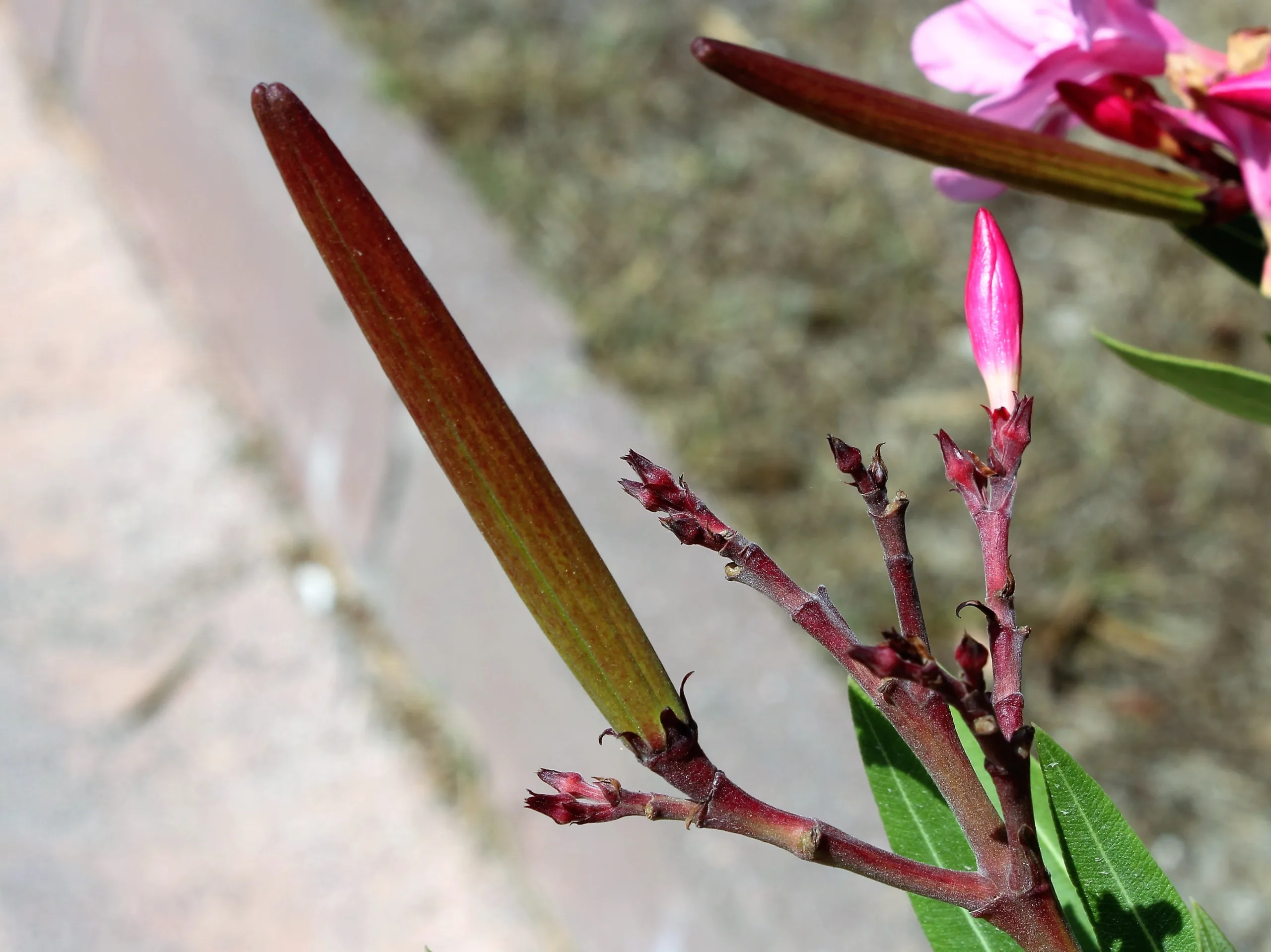 Nerium oleander