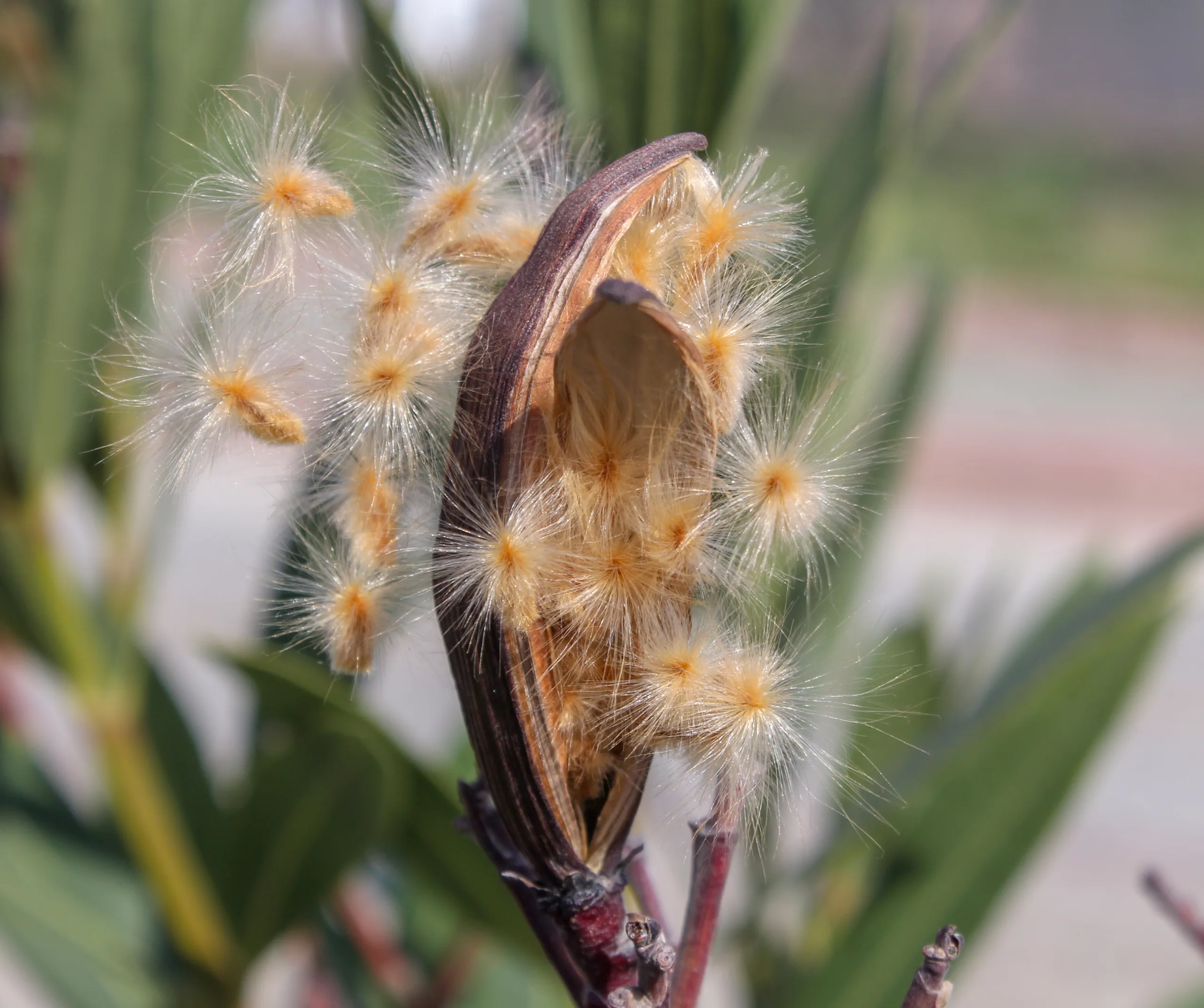 Nerium oleander