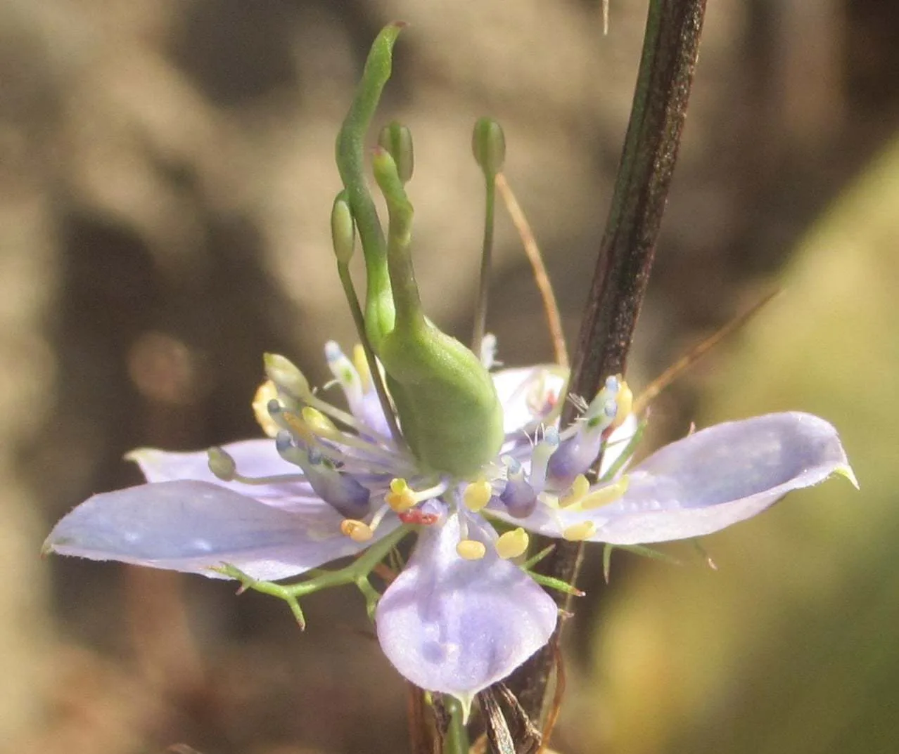 Nigella elata