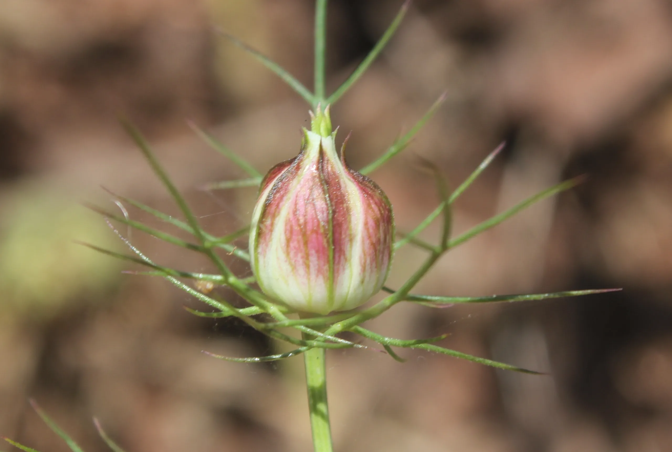 Nigella elata