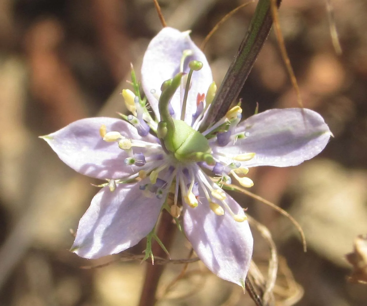 Nigella elata