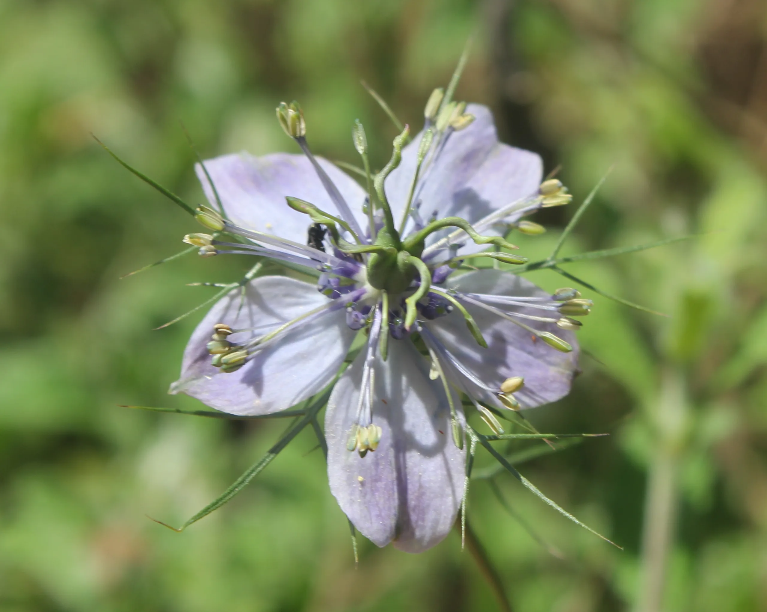 Nigella elata (Deli çörekotu)
