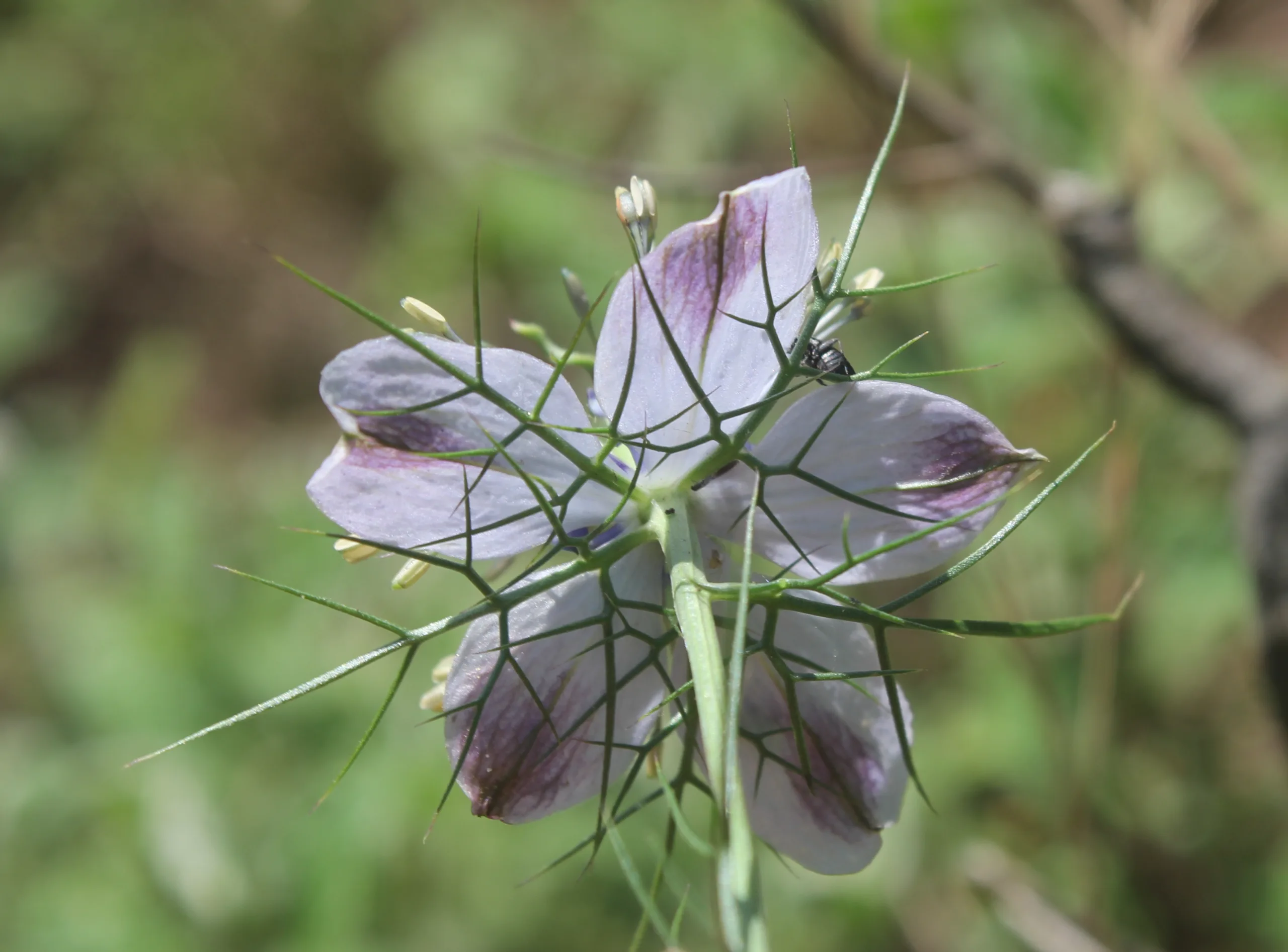 Nigella elata