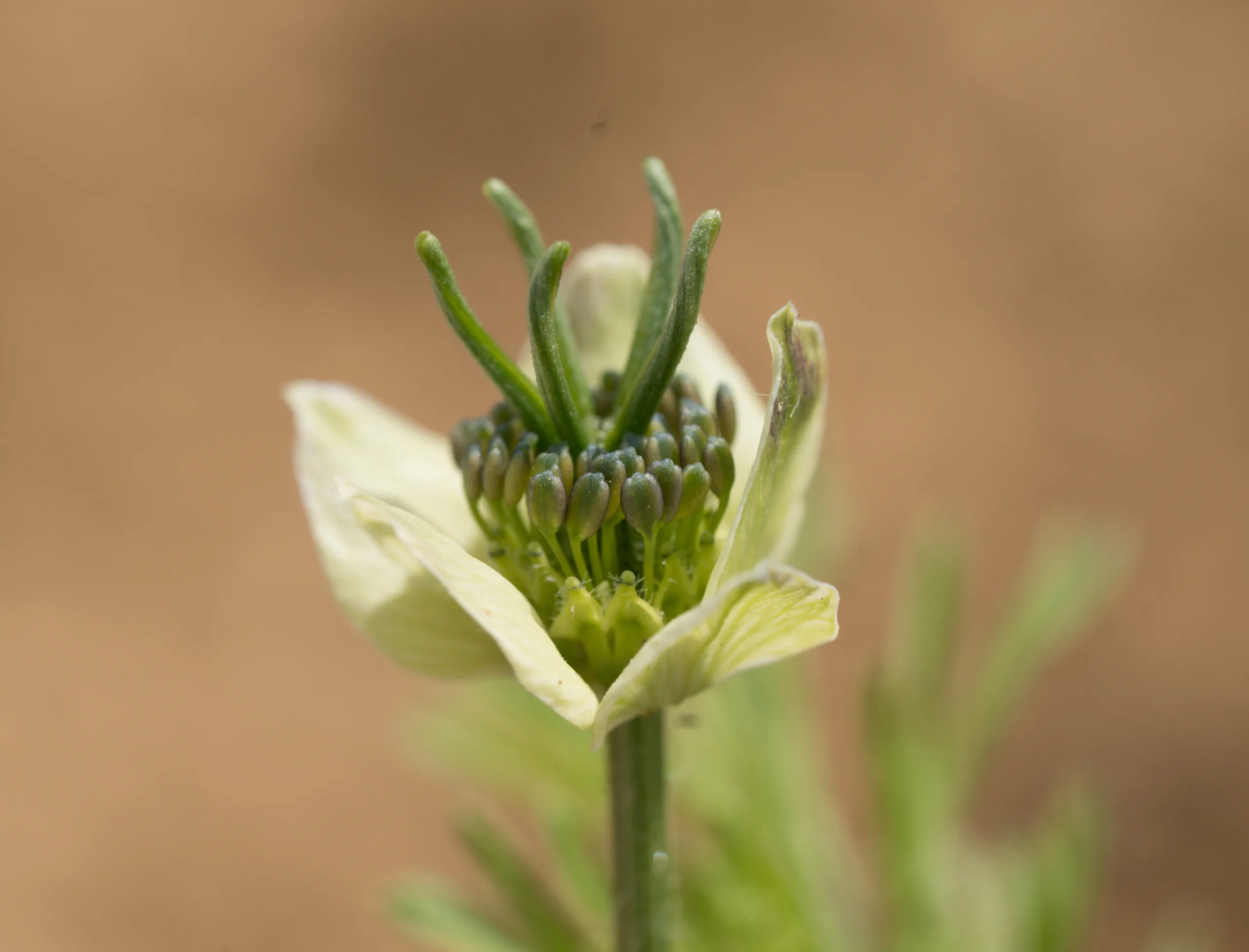 Nigella sativa