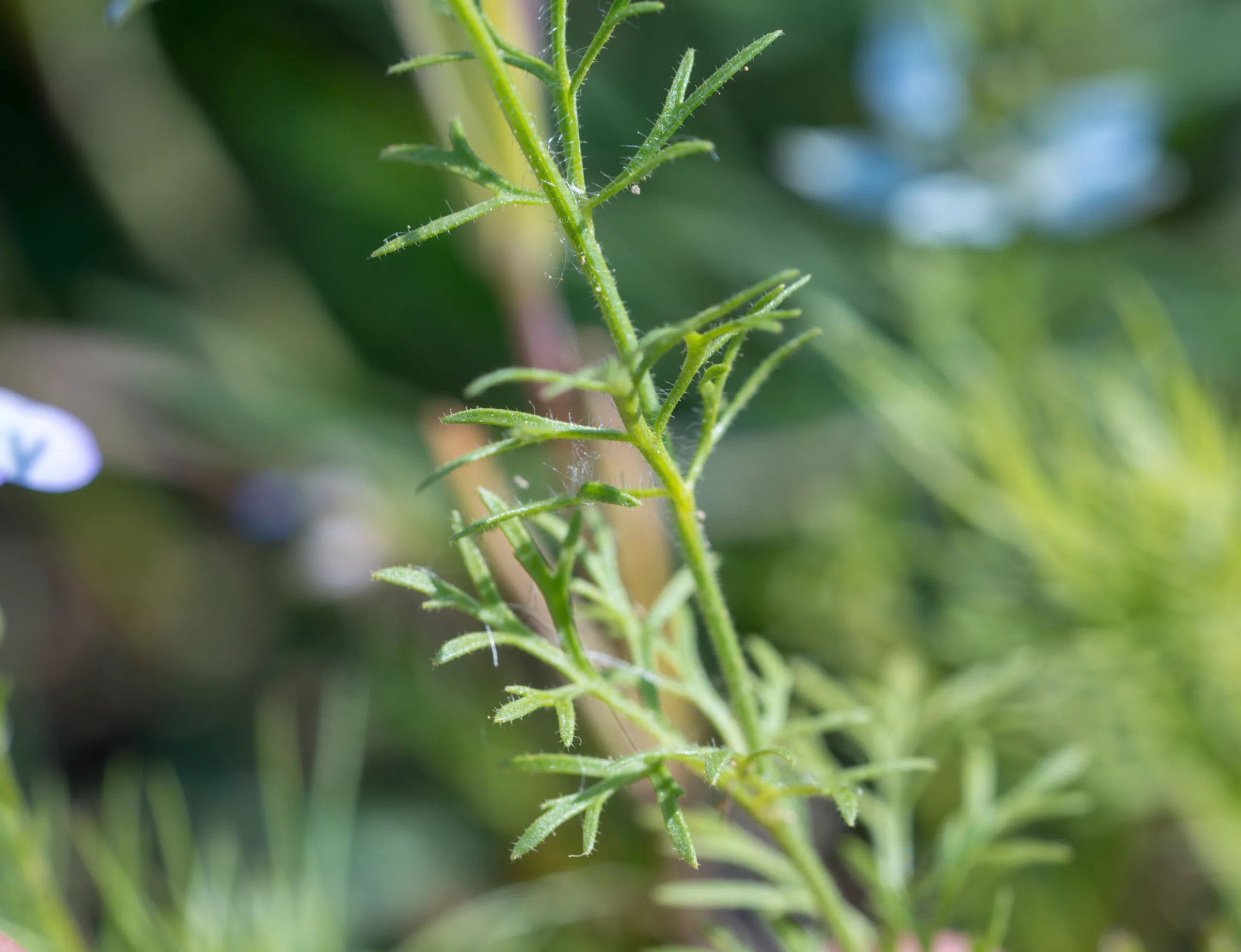 Nigella sativa