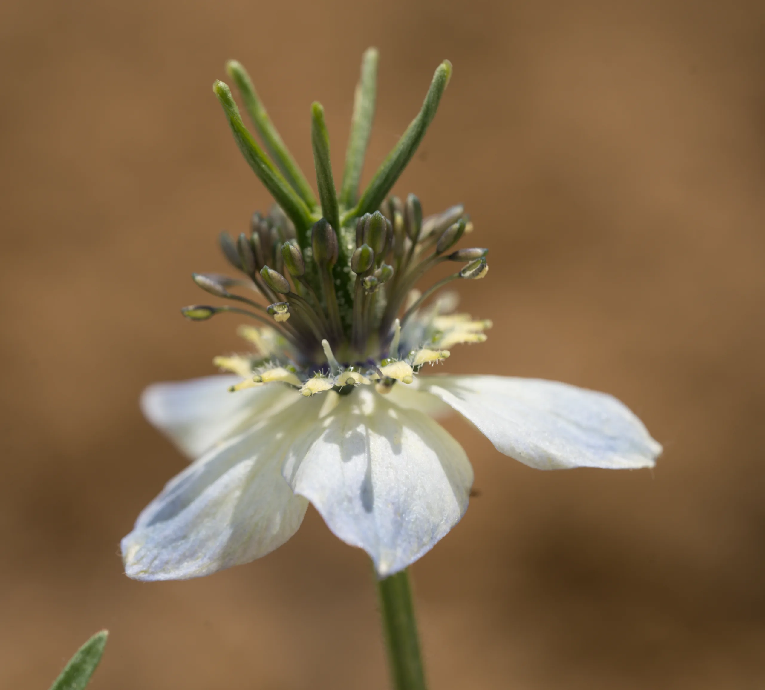 Nigella sativa (Çörek otu)
