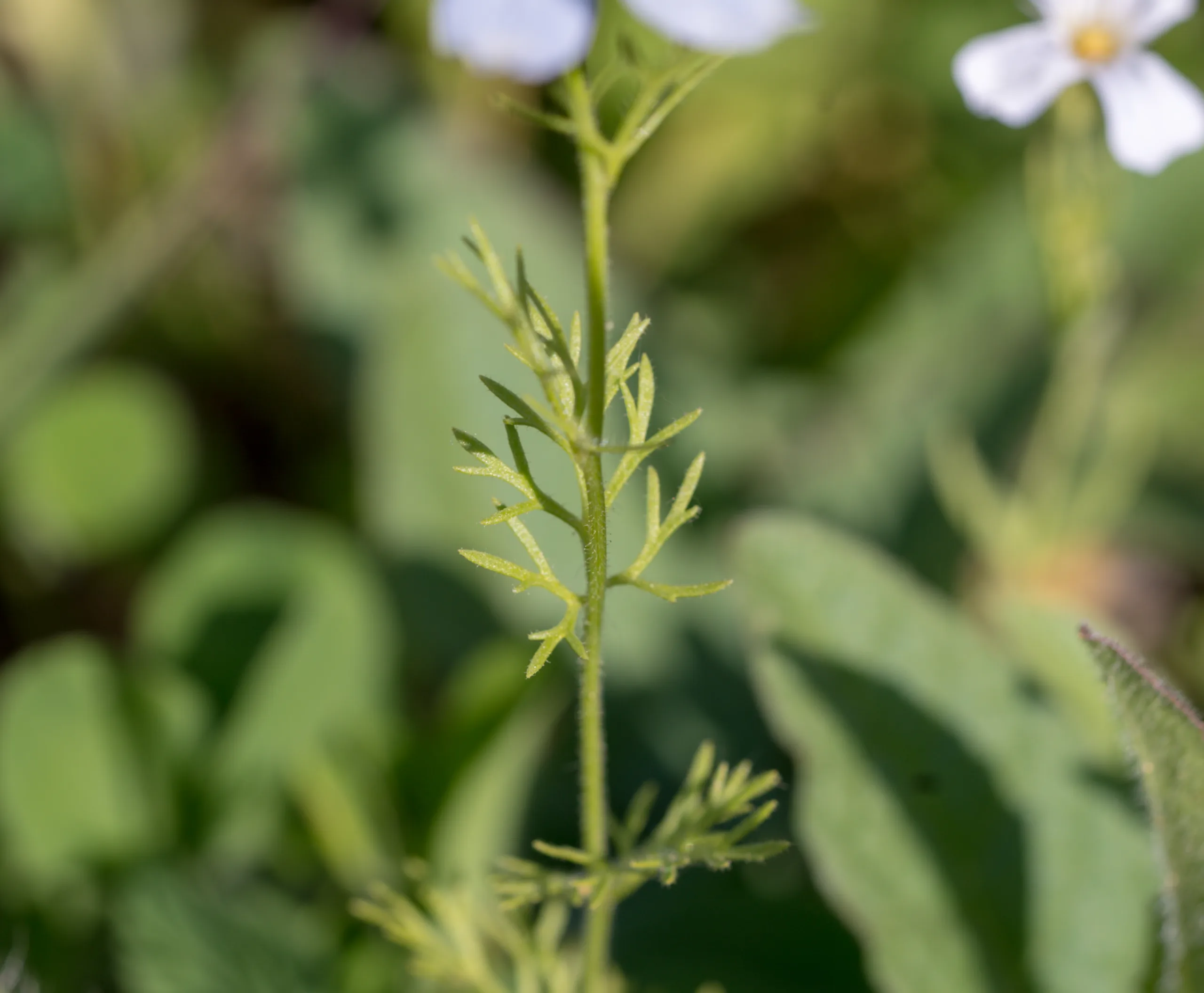 Nigella sativa