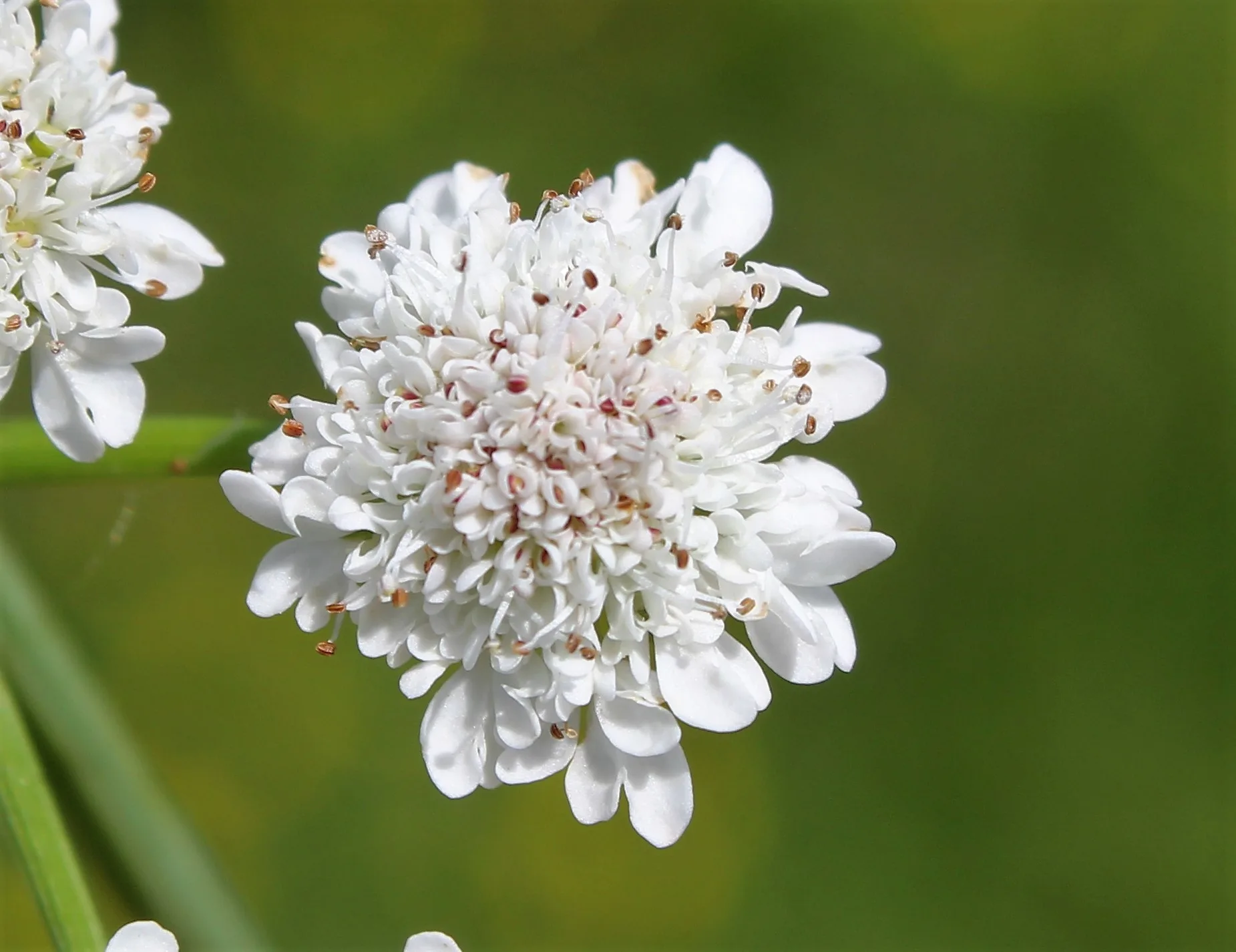 Oenanthe (Kazayağı)