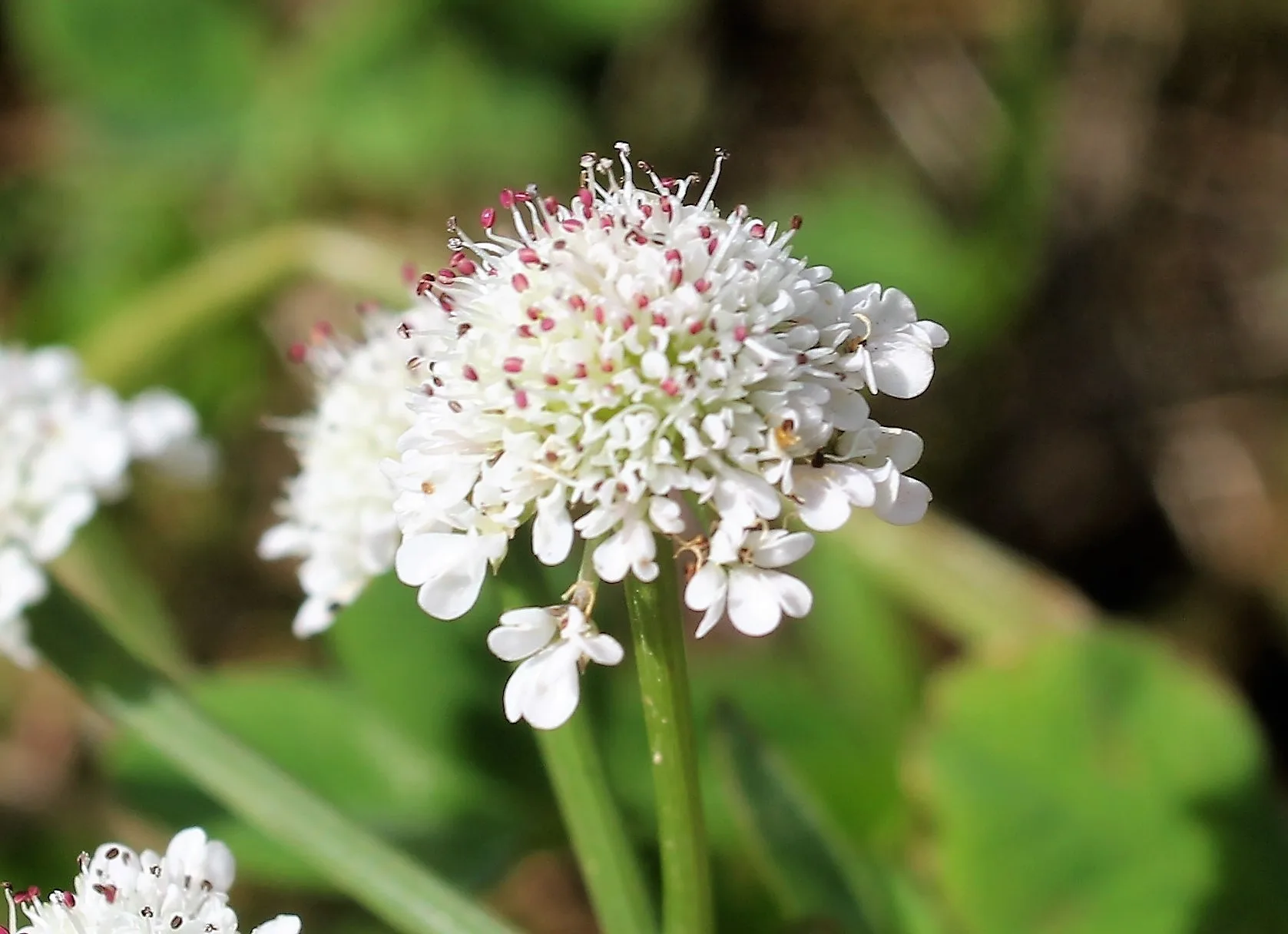 Oenanthe fistulosa