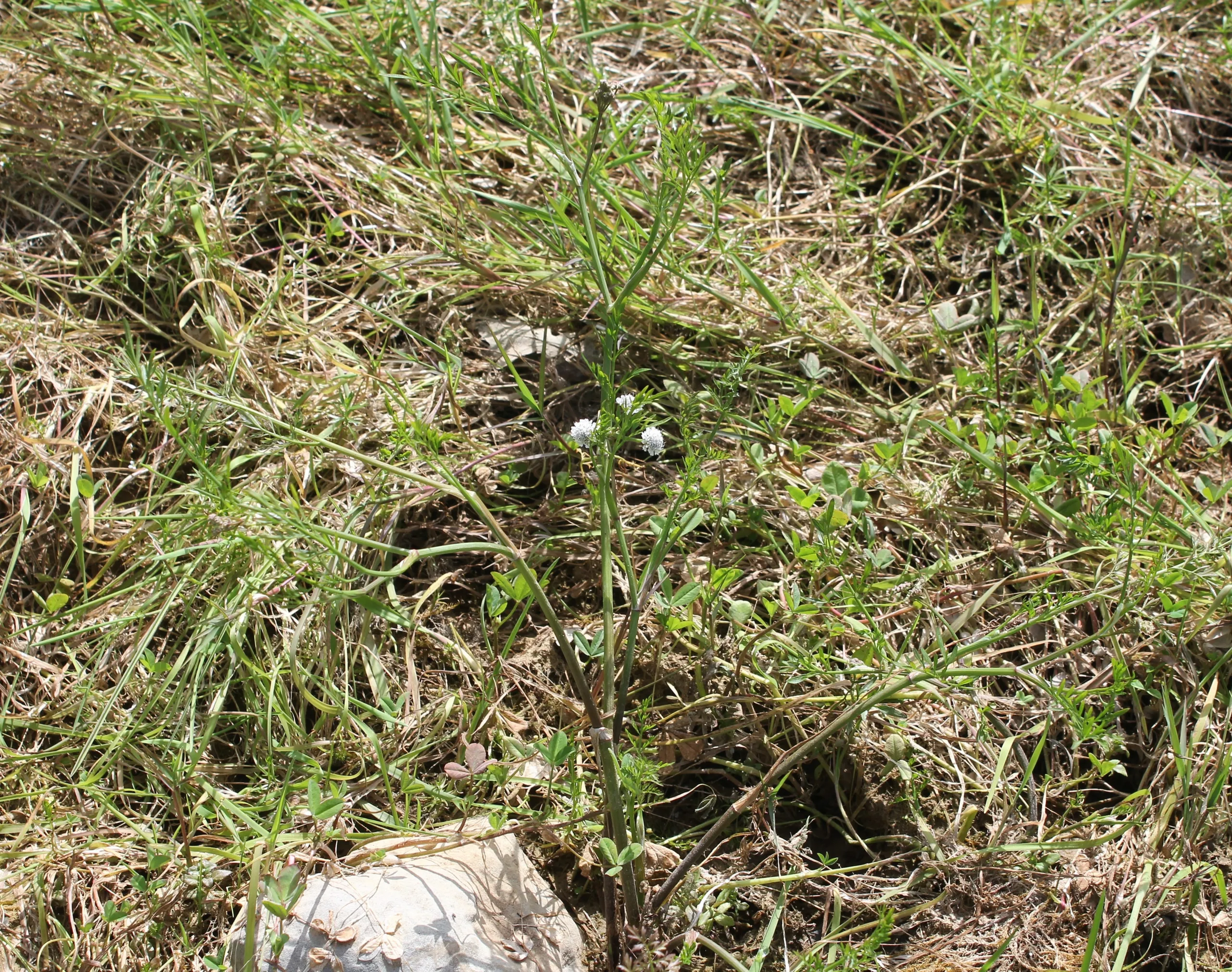 Oenanthe fistulosa