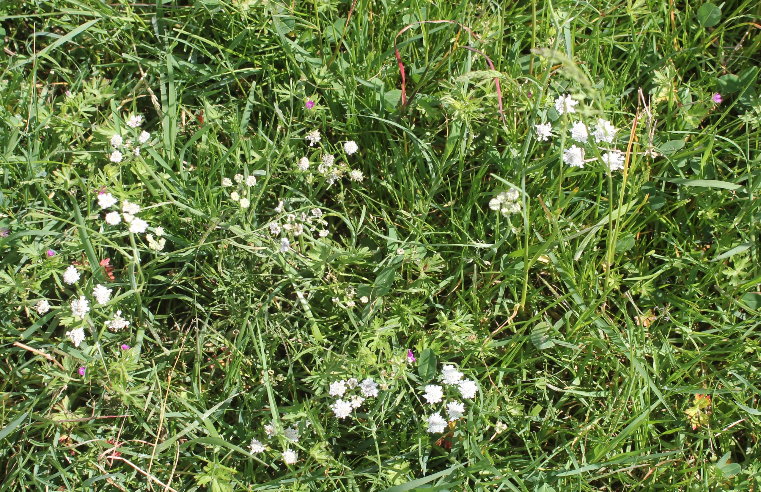 Oenanthe fistulosa