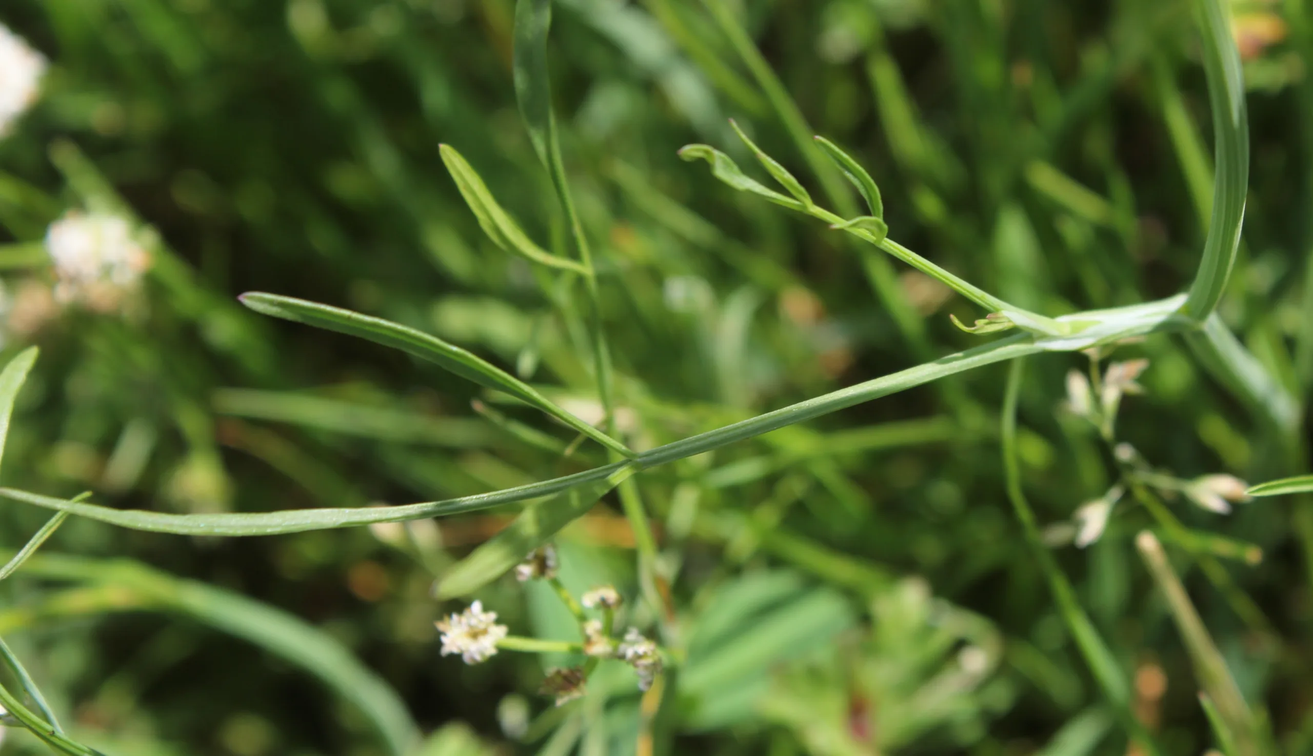 Oenanthe fistulosa