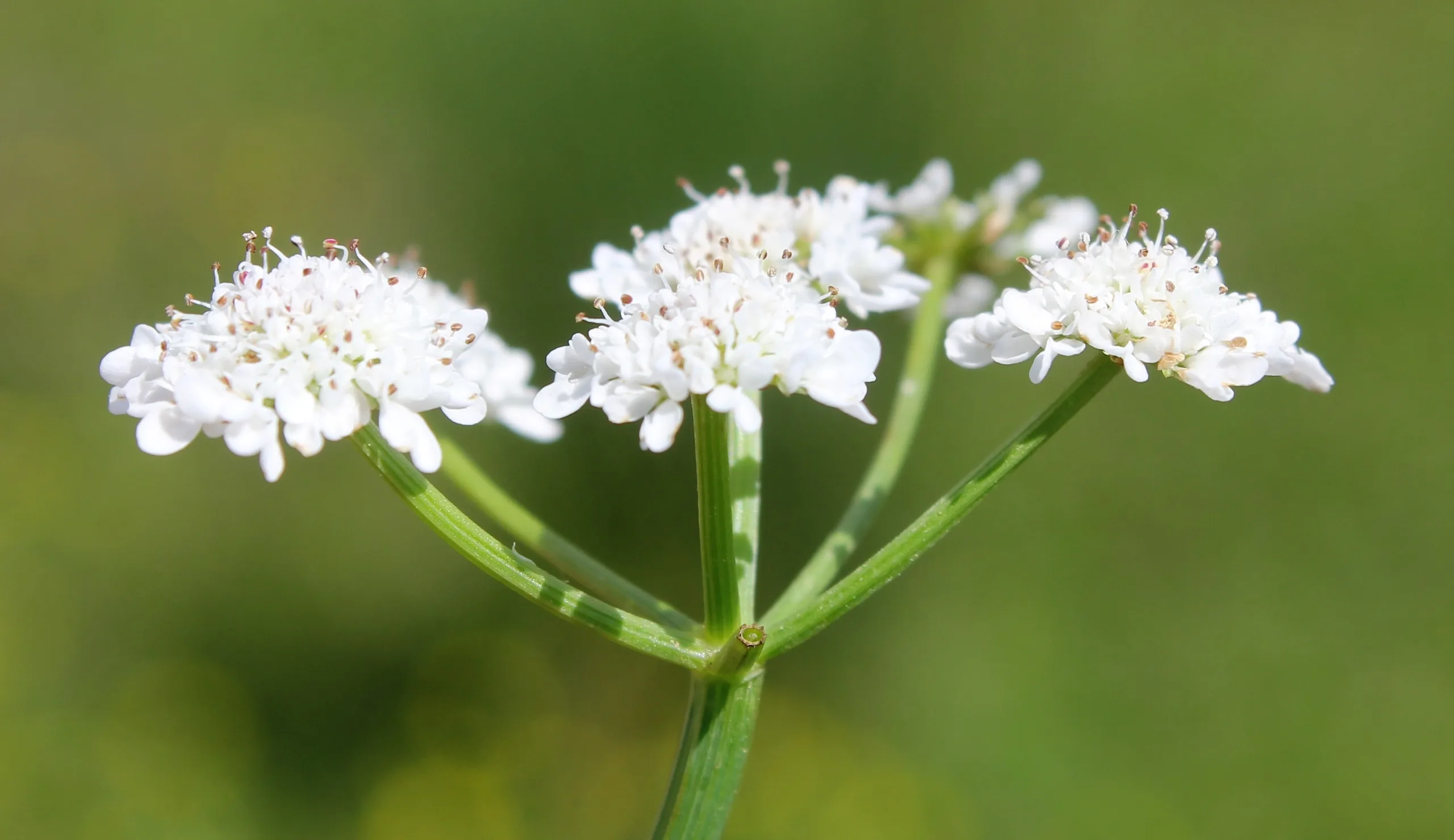 Oenanthe fistulosa