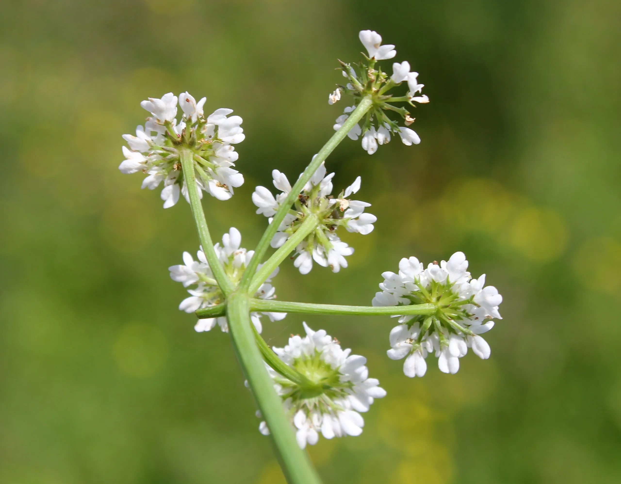Oenanthe fistulosa