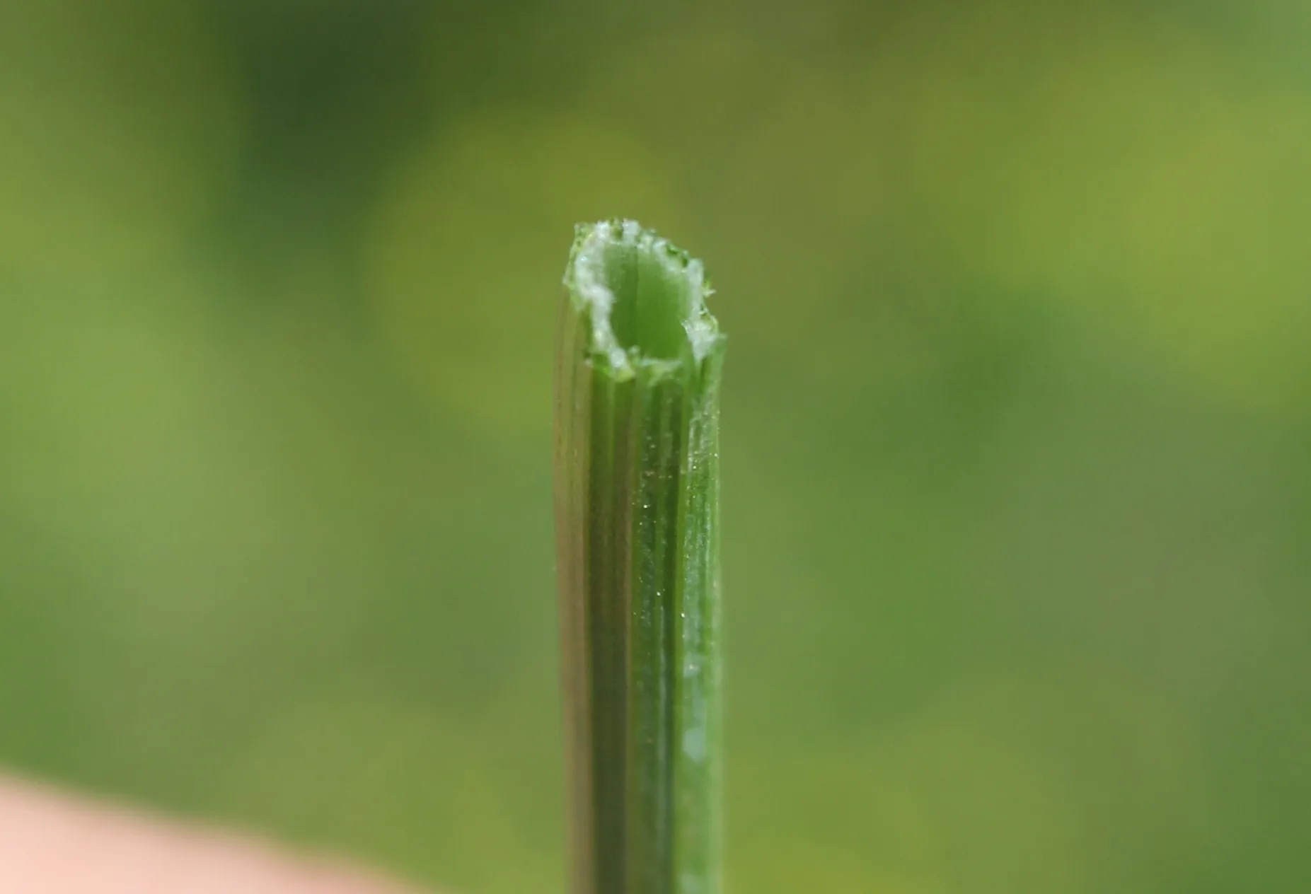Oenanthe fistulosa