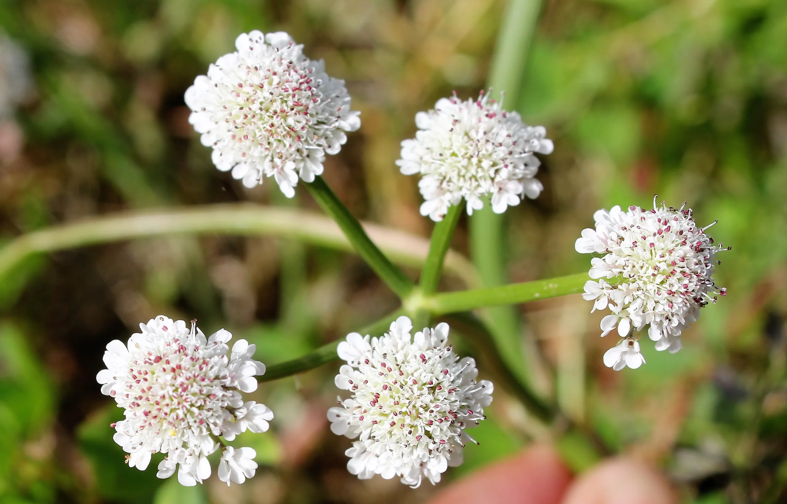 Oenanthe fistulosa