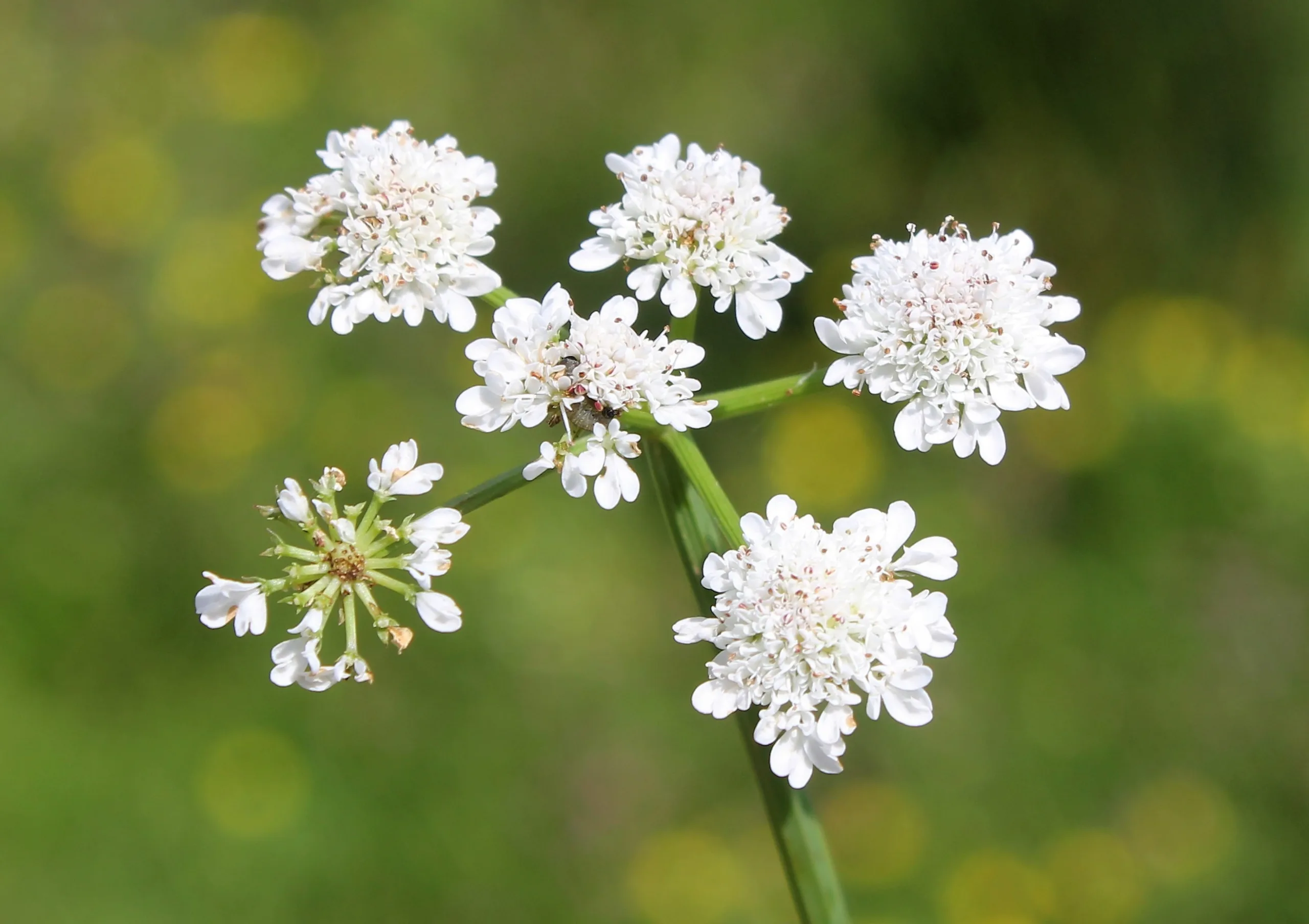Oenanthe fistulosa