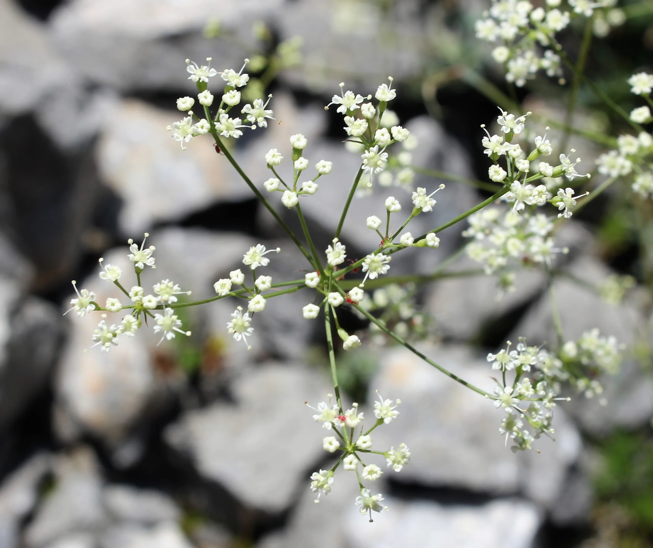 Aegokeras caespitosa
