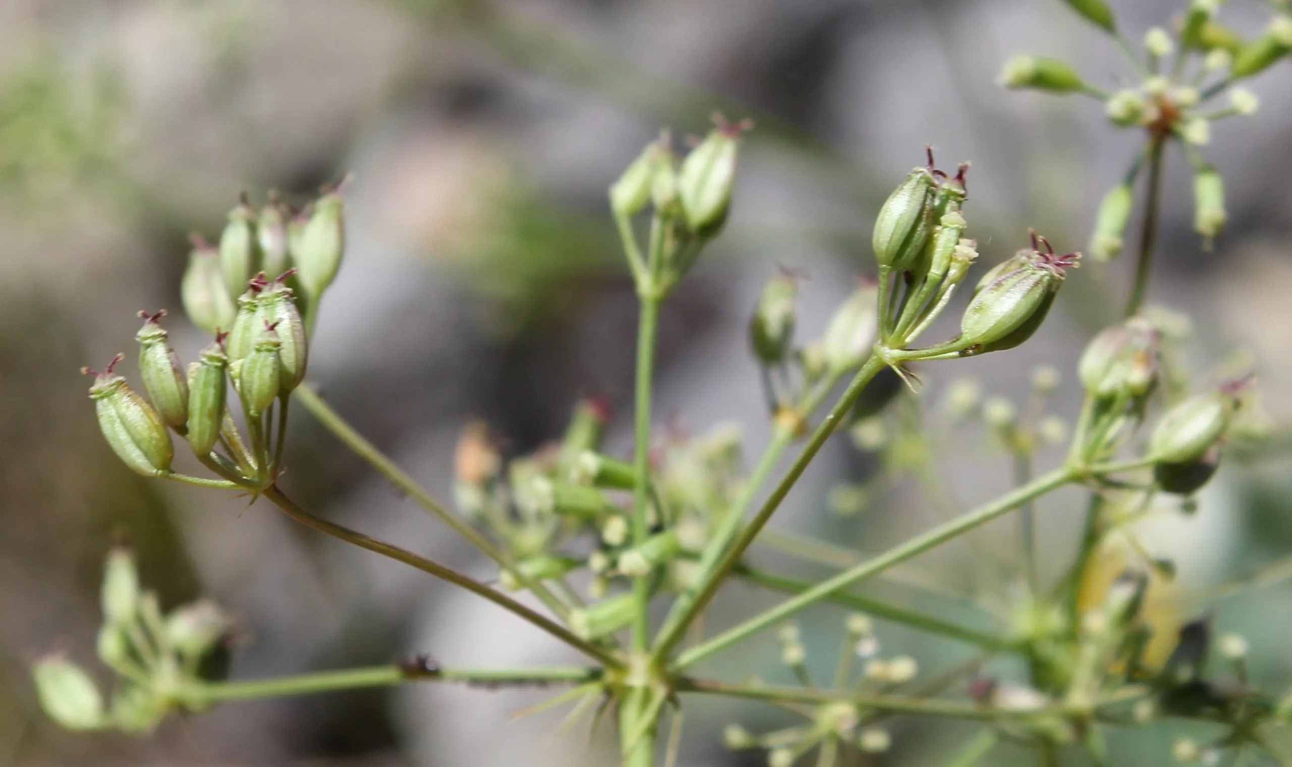 Aegokeras caespitosa