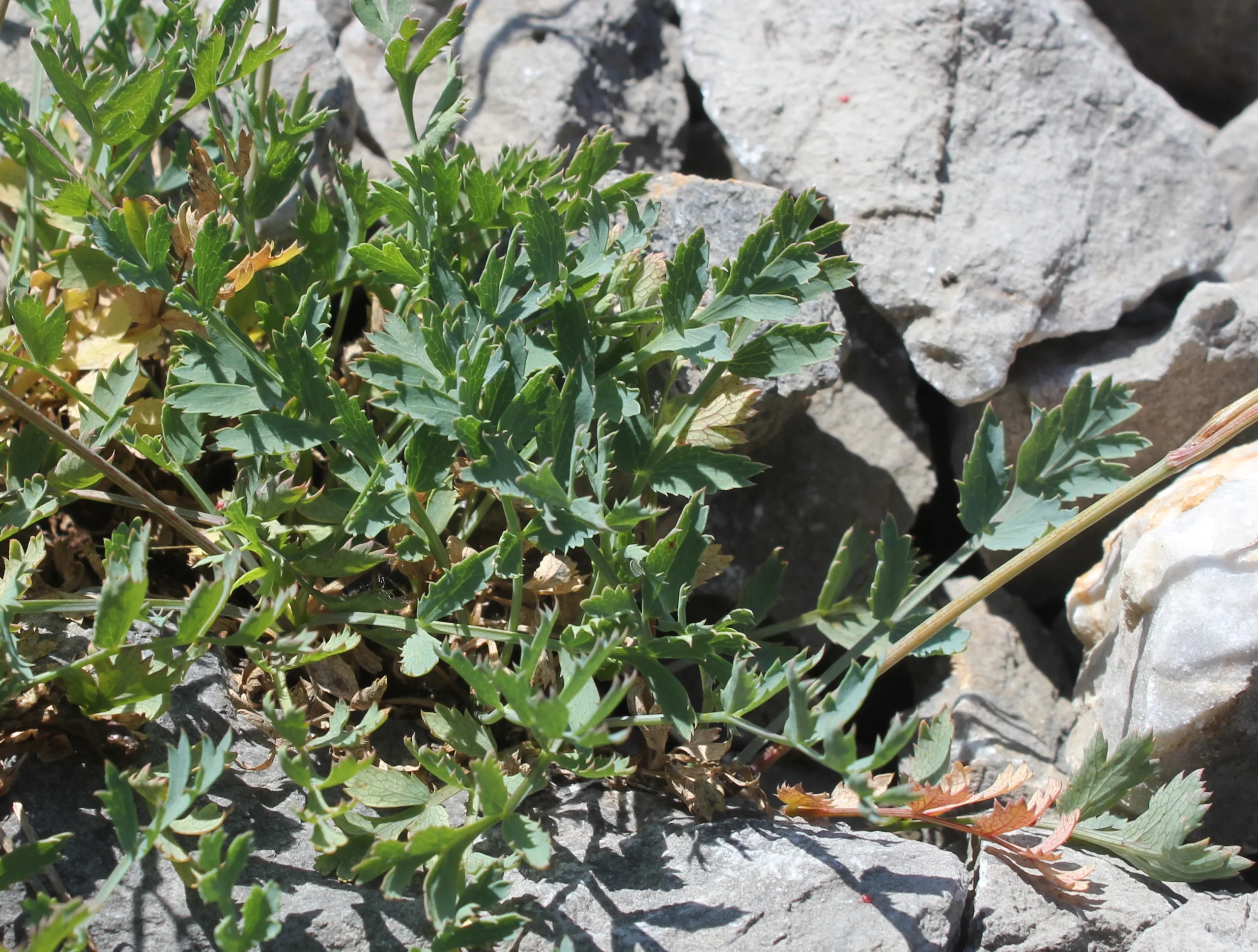 Aegokeras caespitosa