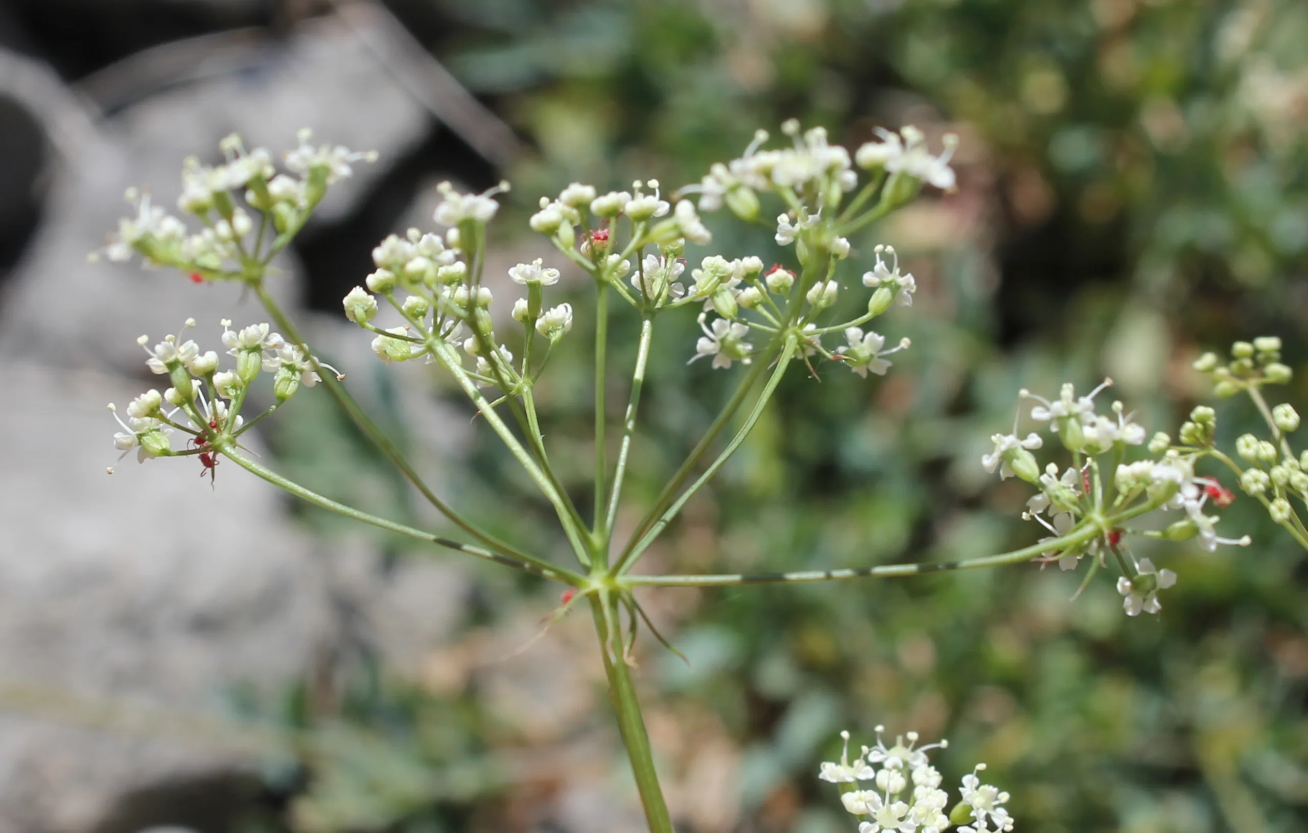 Aegokeras caespitosa