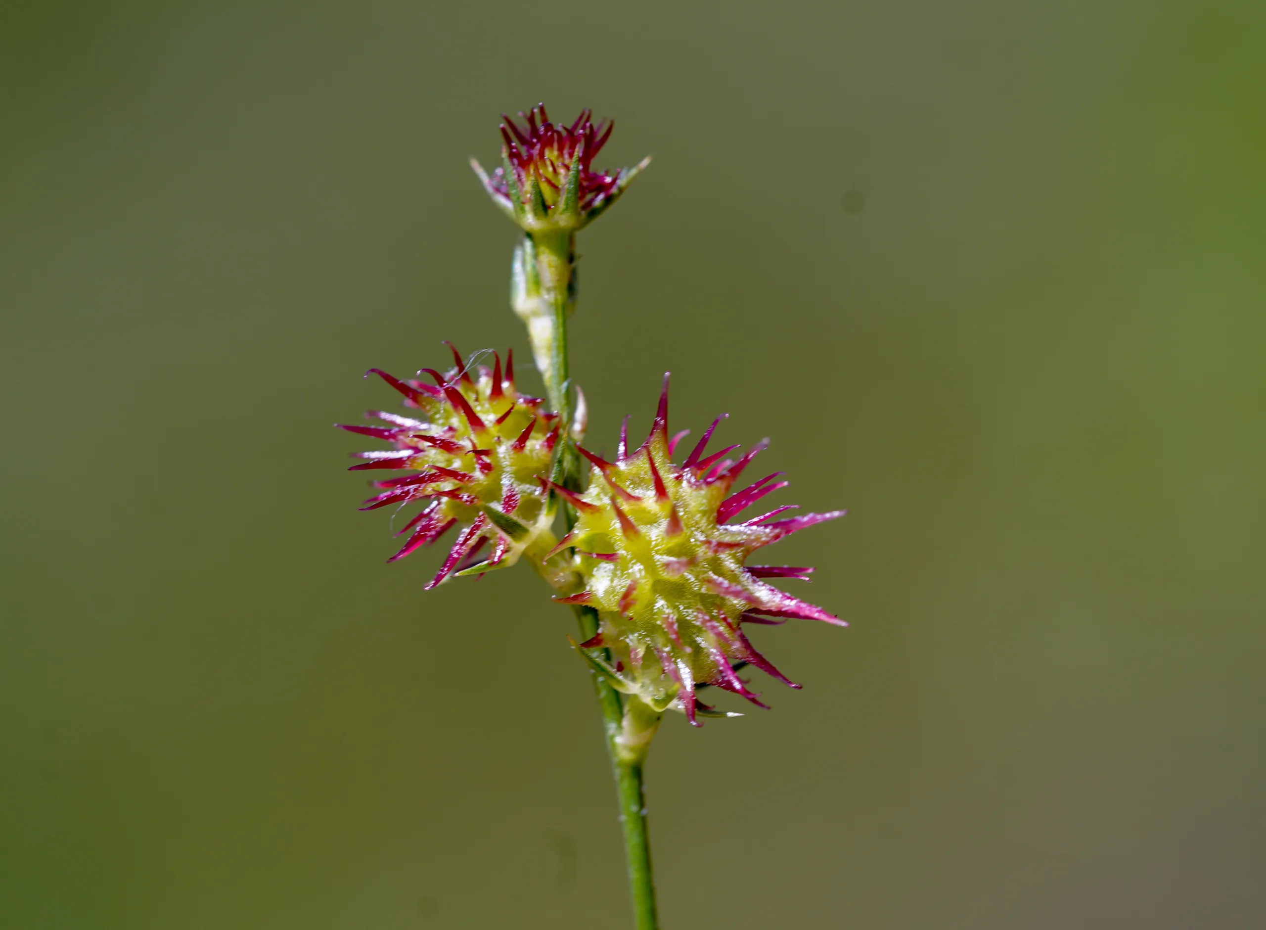 Onobrychis caput-galli