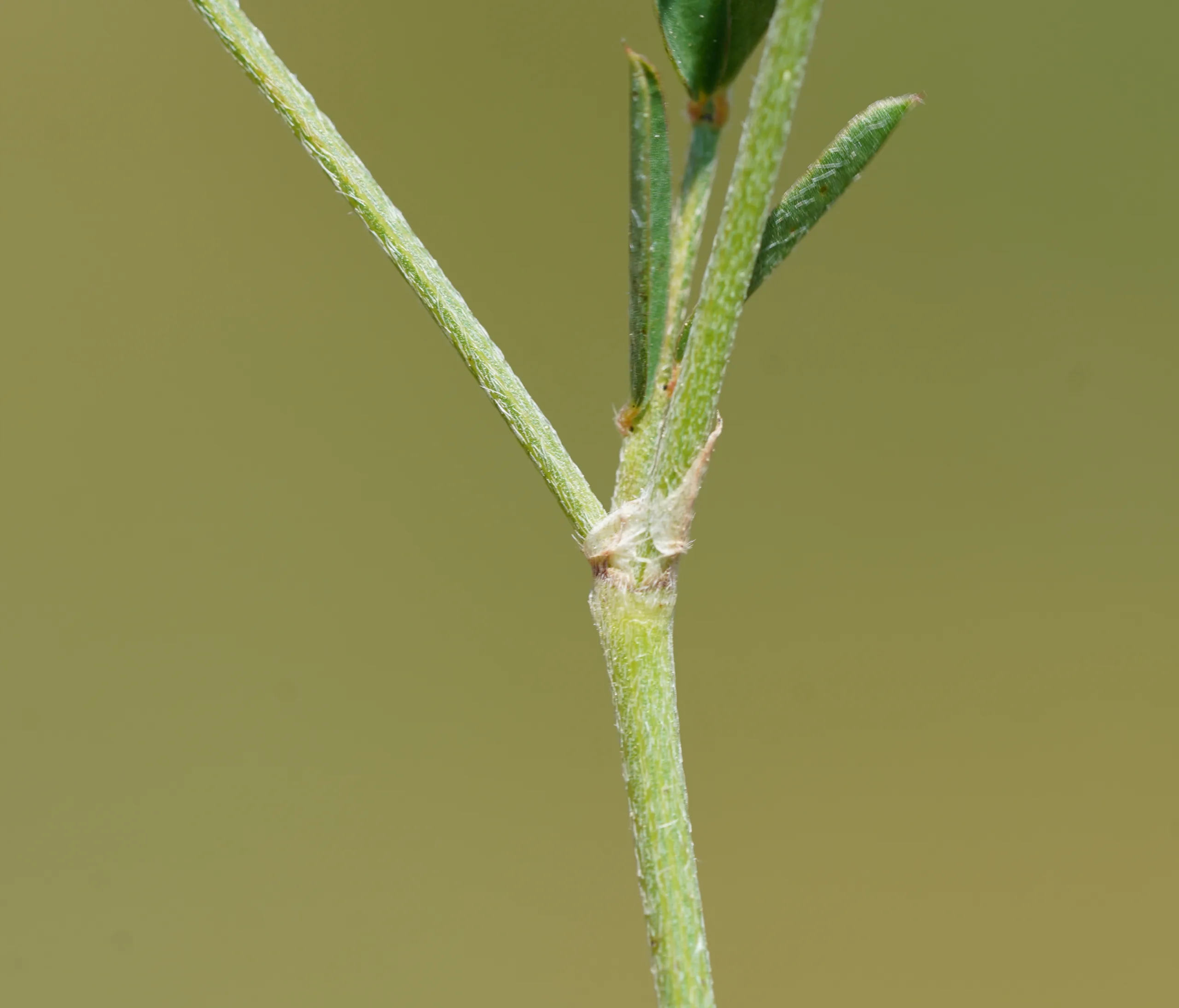 Onobrychis oxyodonta