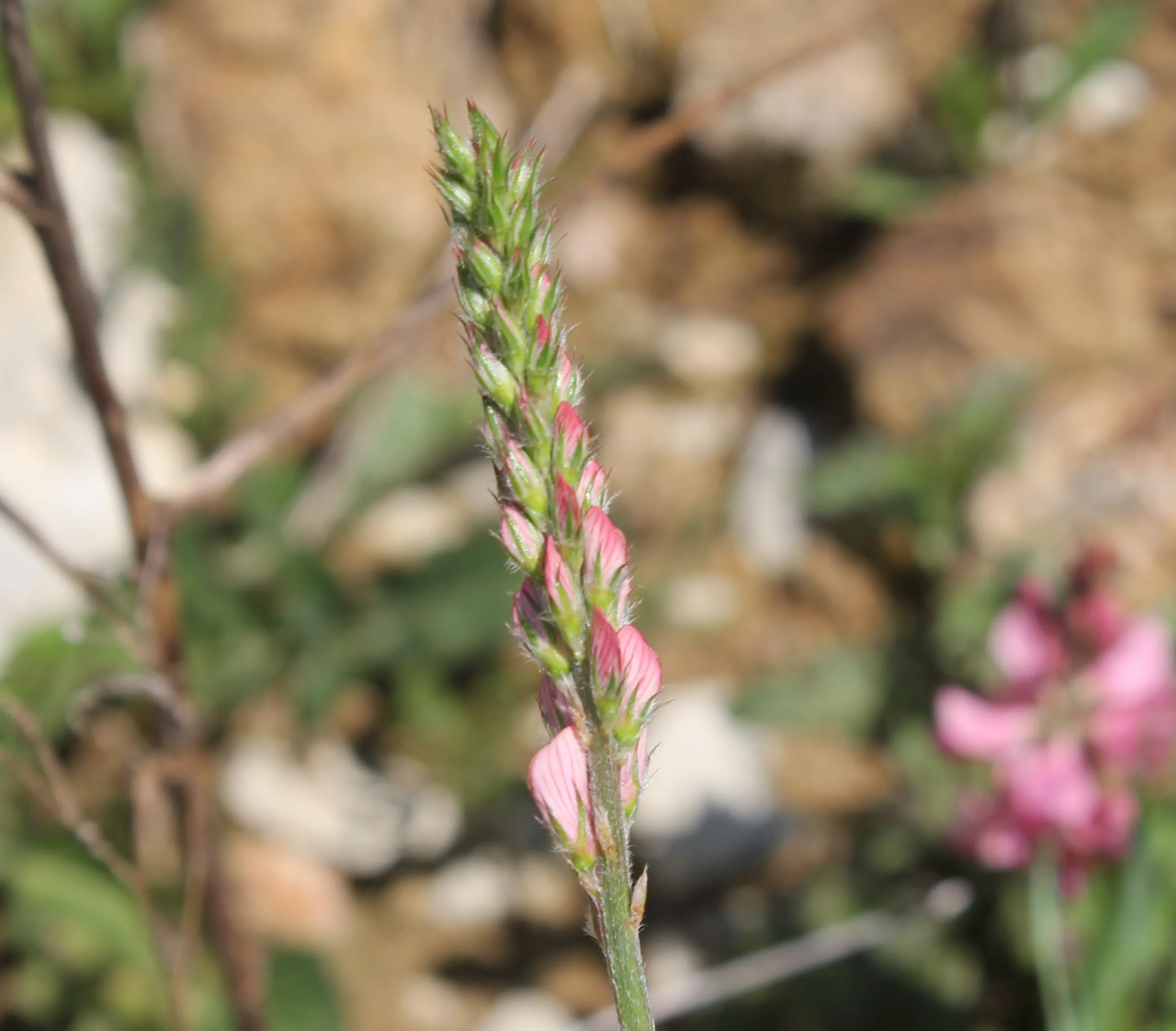 Onobrychis viciifolia