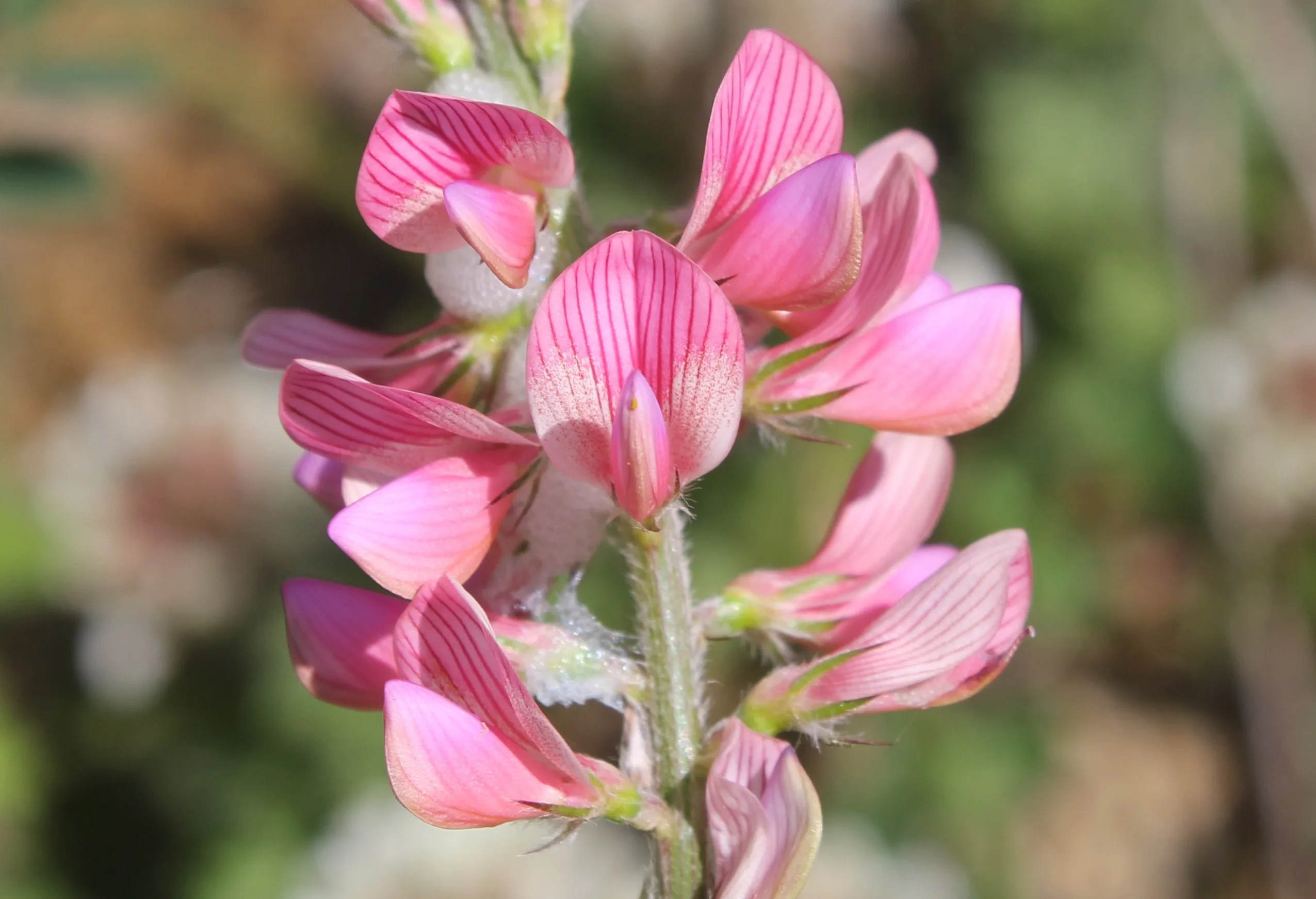 Onobrychis viciifolia