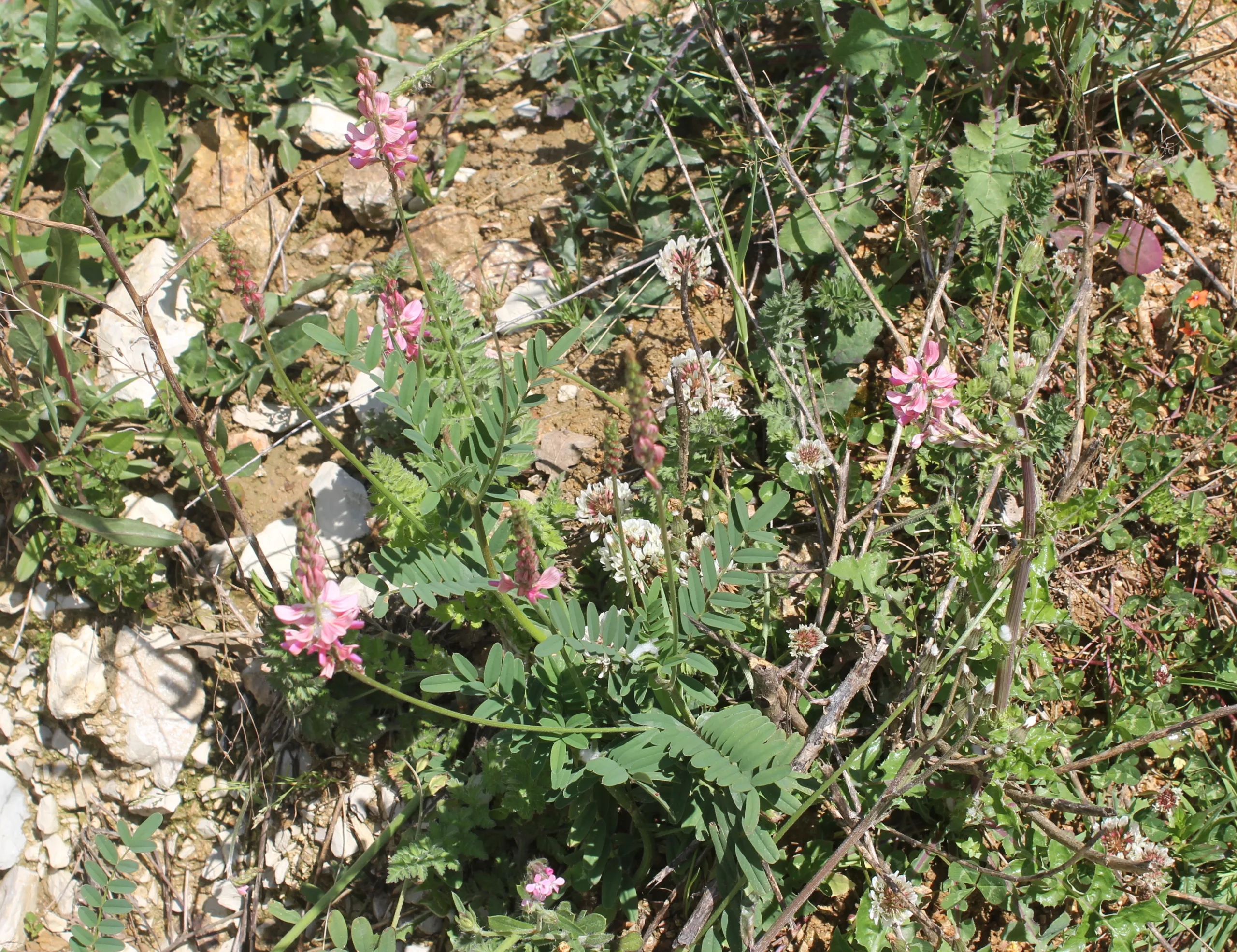 Onobrychis viciifolia