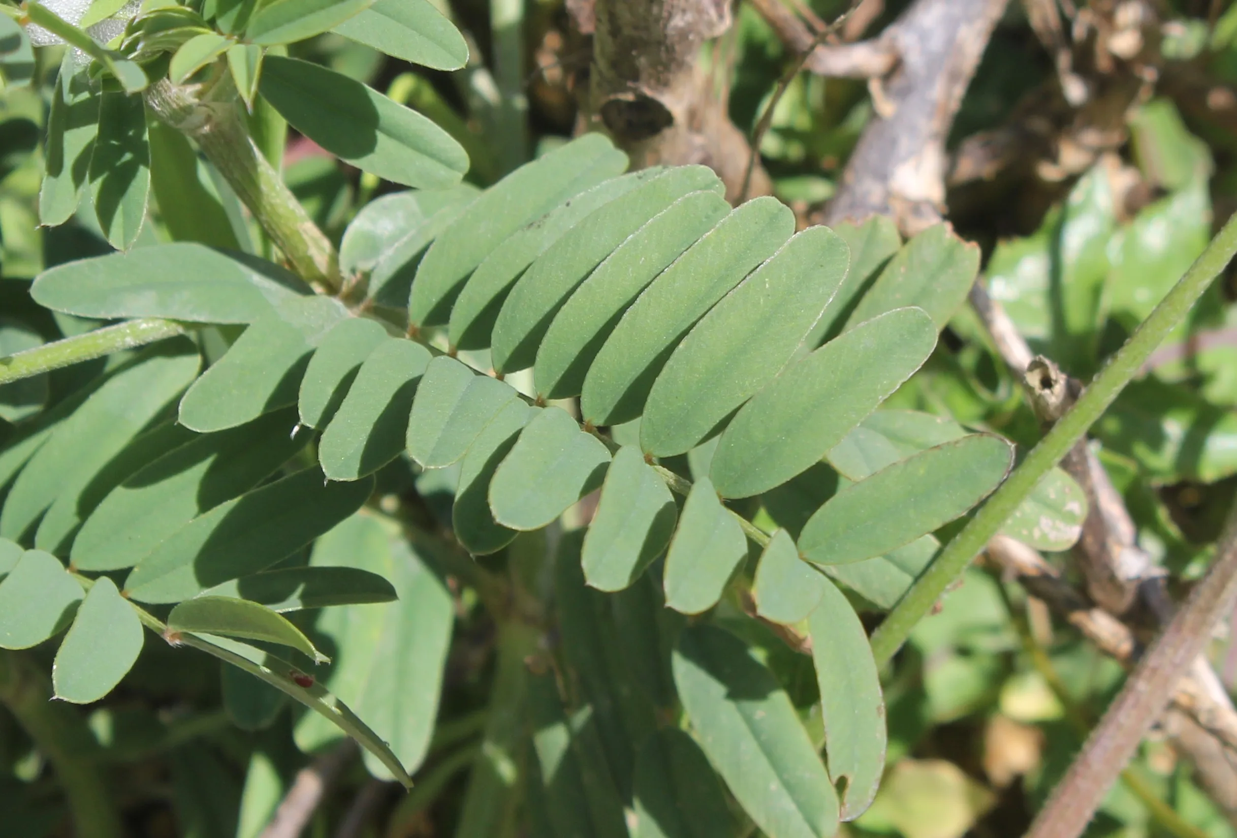 Onobrychis viciifolia