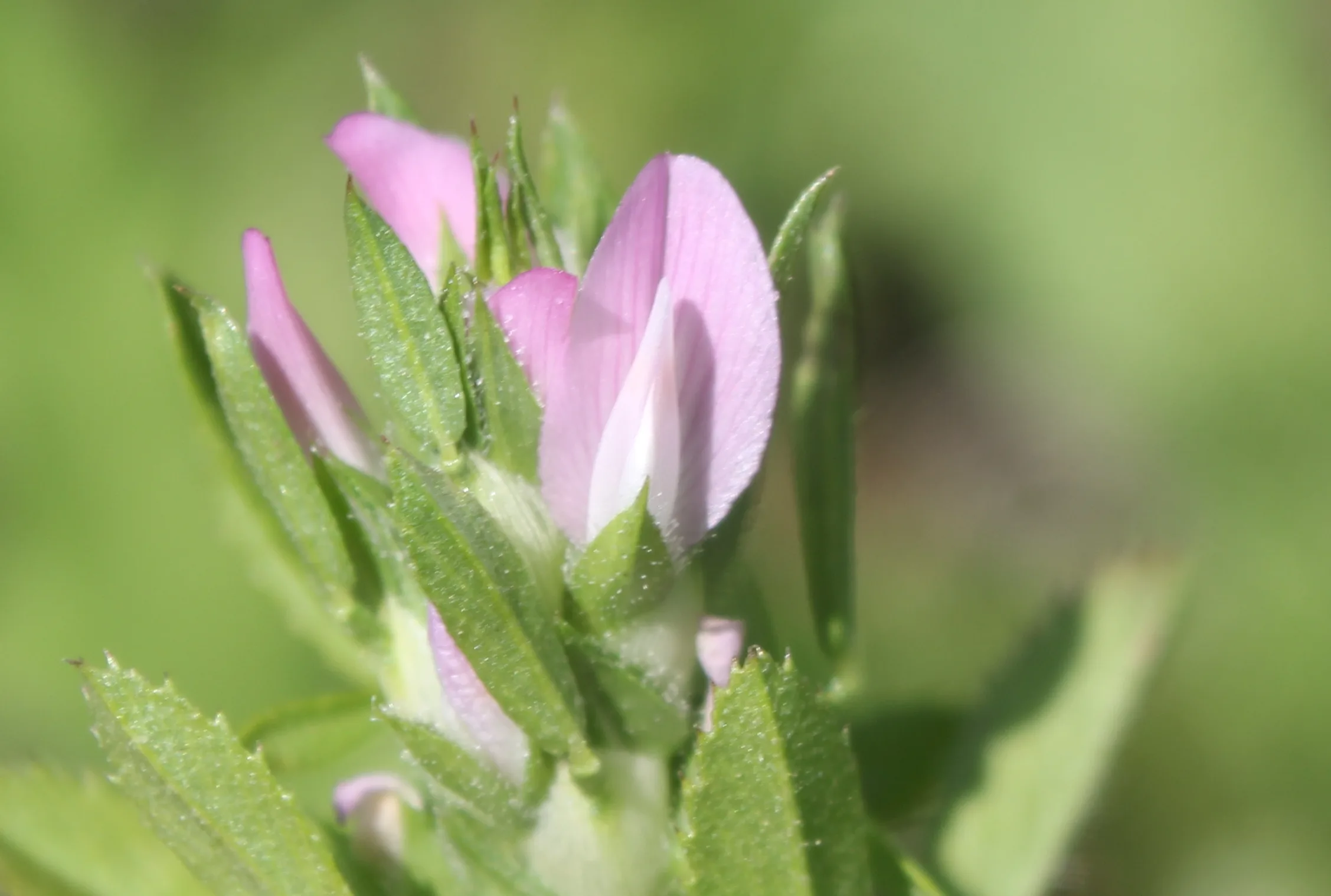 Ononis mitissima (Köse kayışkıran)