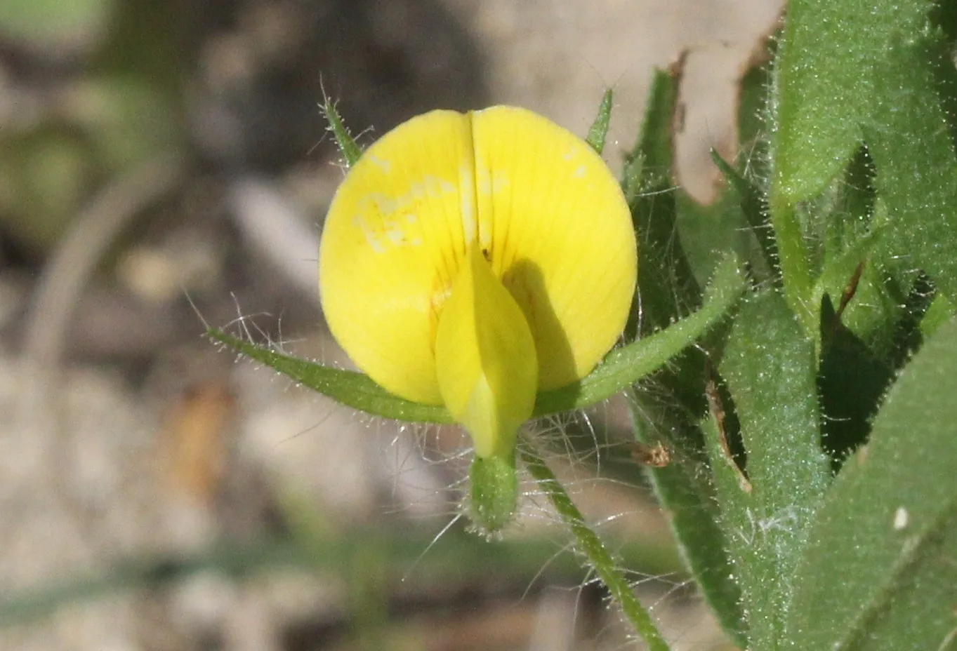 Ononis viscosa subsp. breviflora