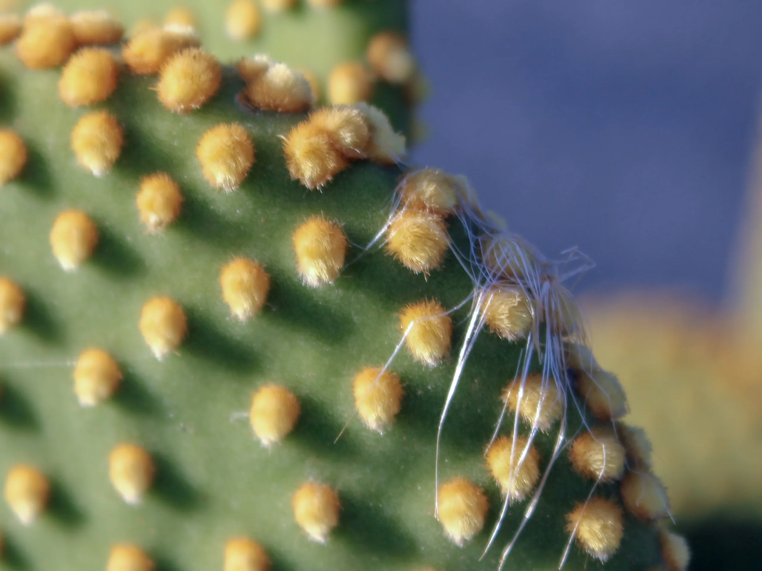 Opuntia microdasys