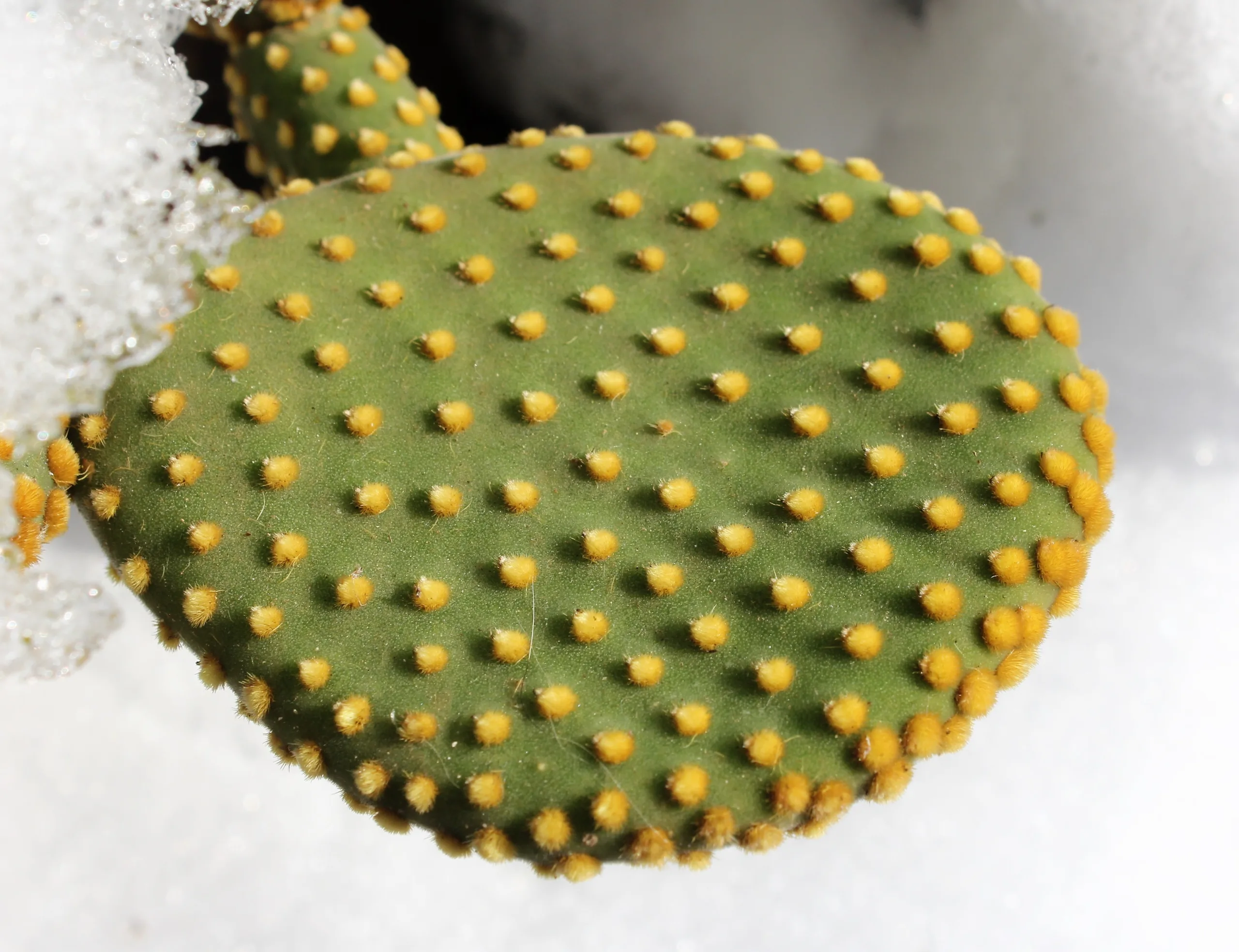 Opuntia microdasys
