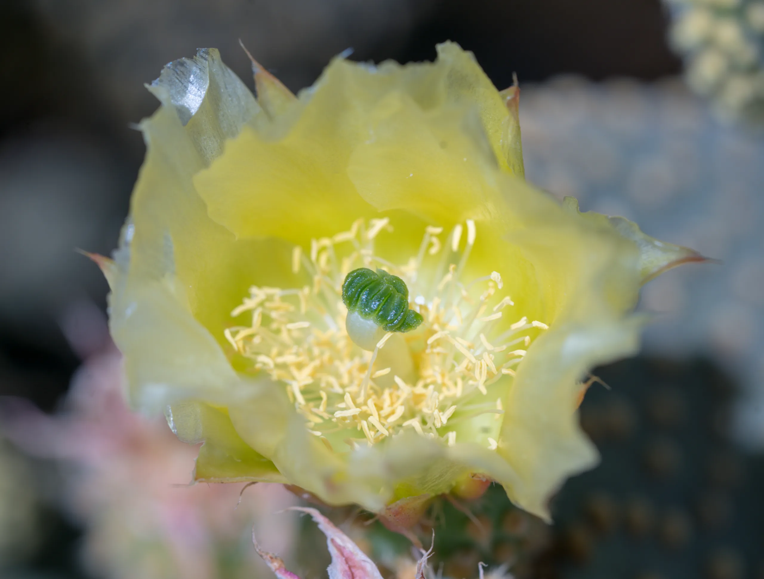 Opuntia microdasys (Tavşan kulağı)