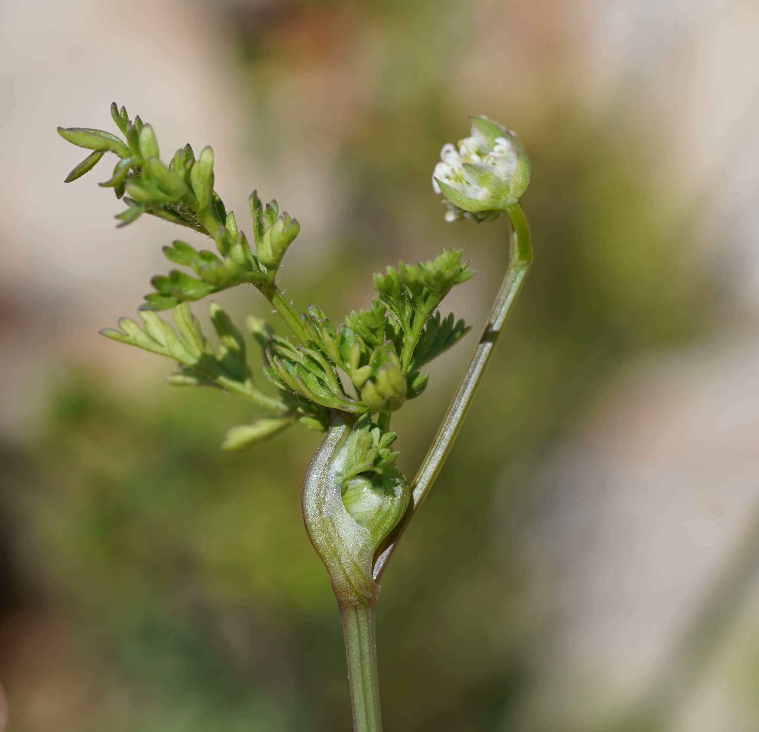 Orlaya daucoides