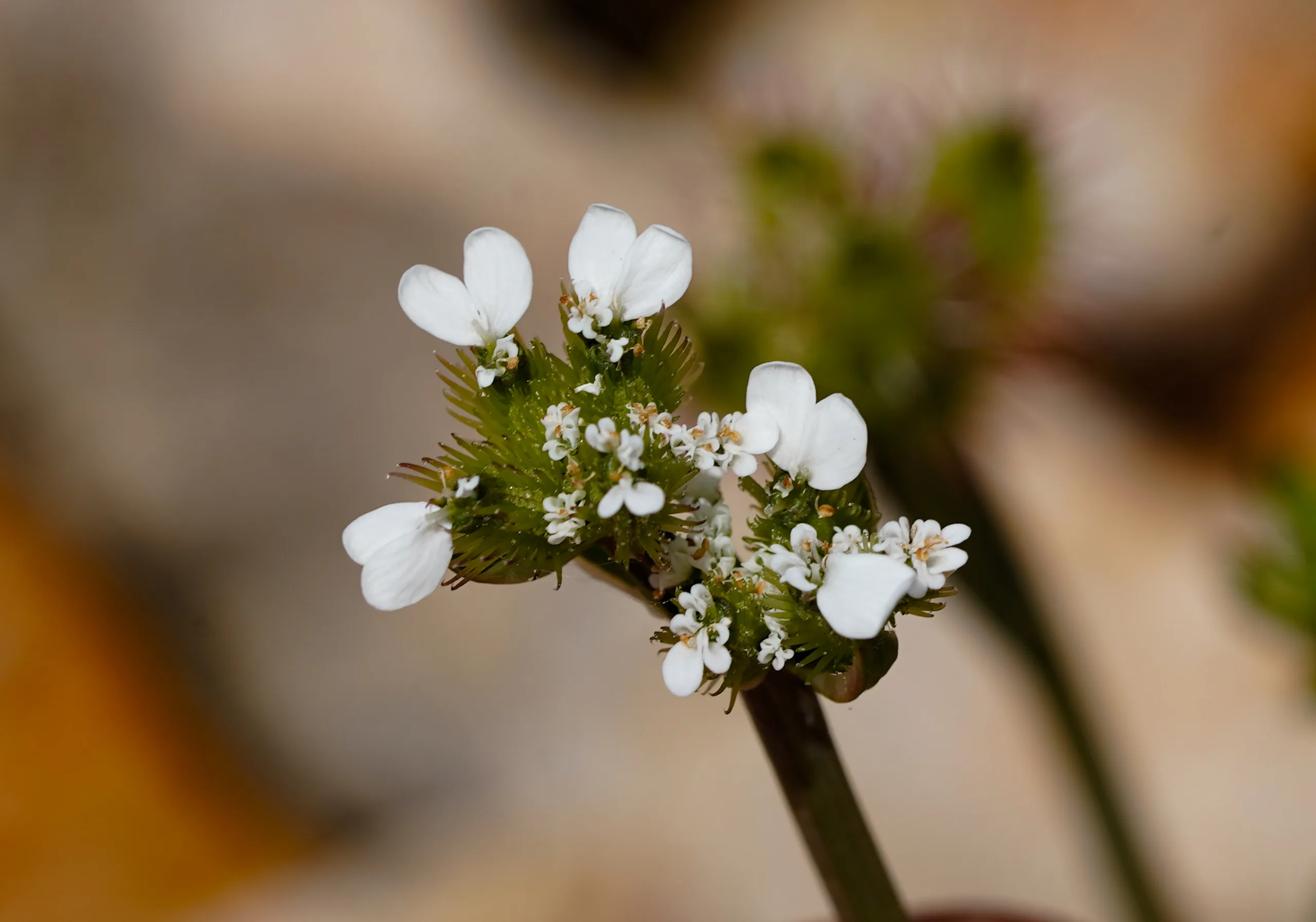Orlaya daucoides