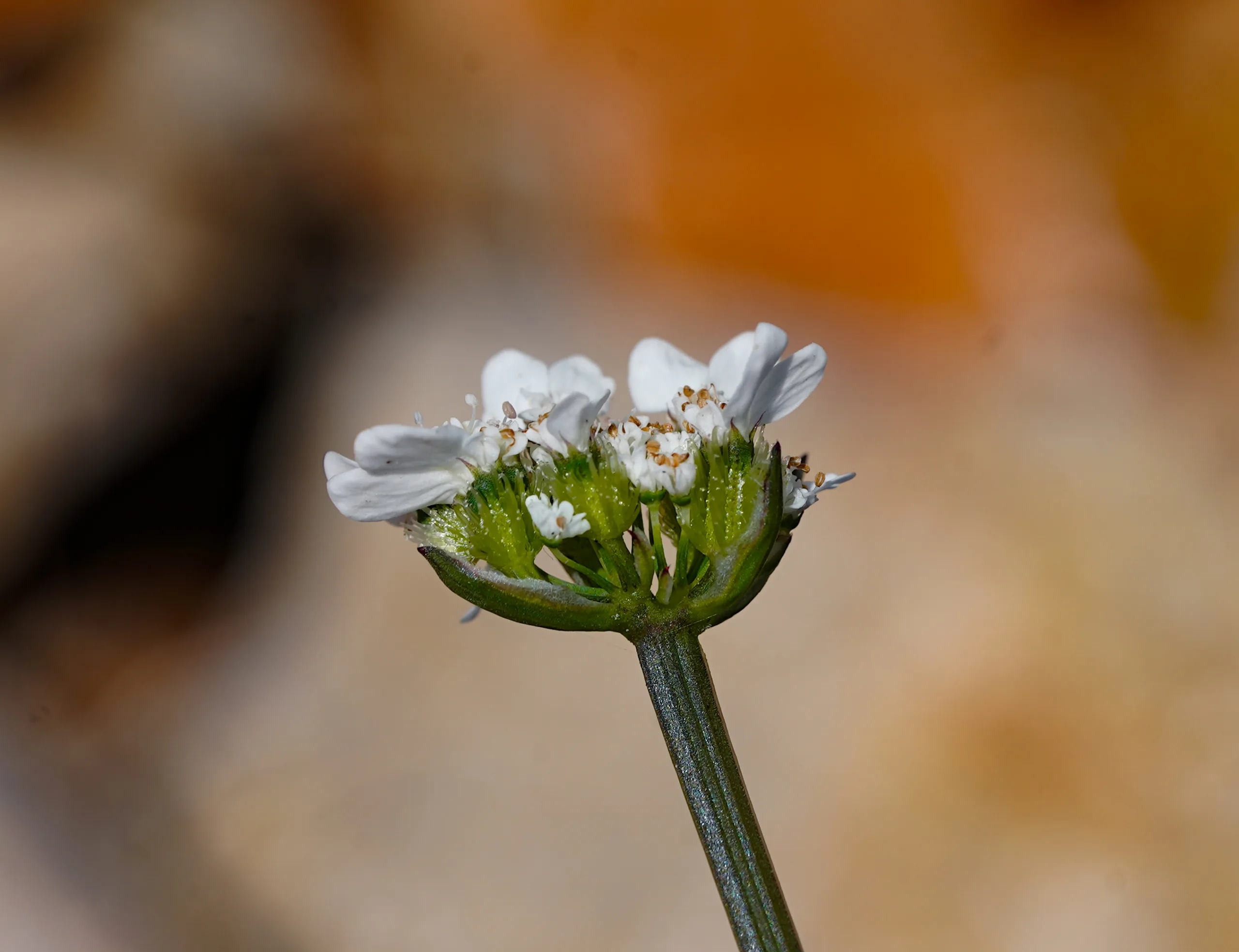 Orlaya daucoides