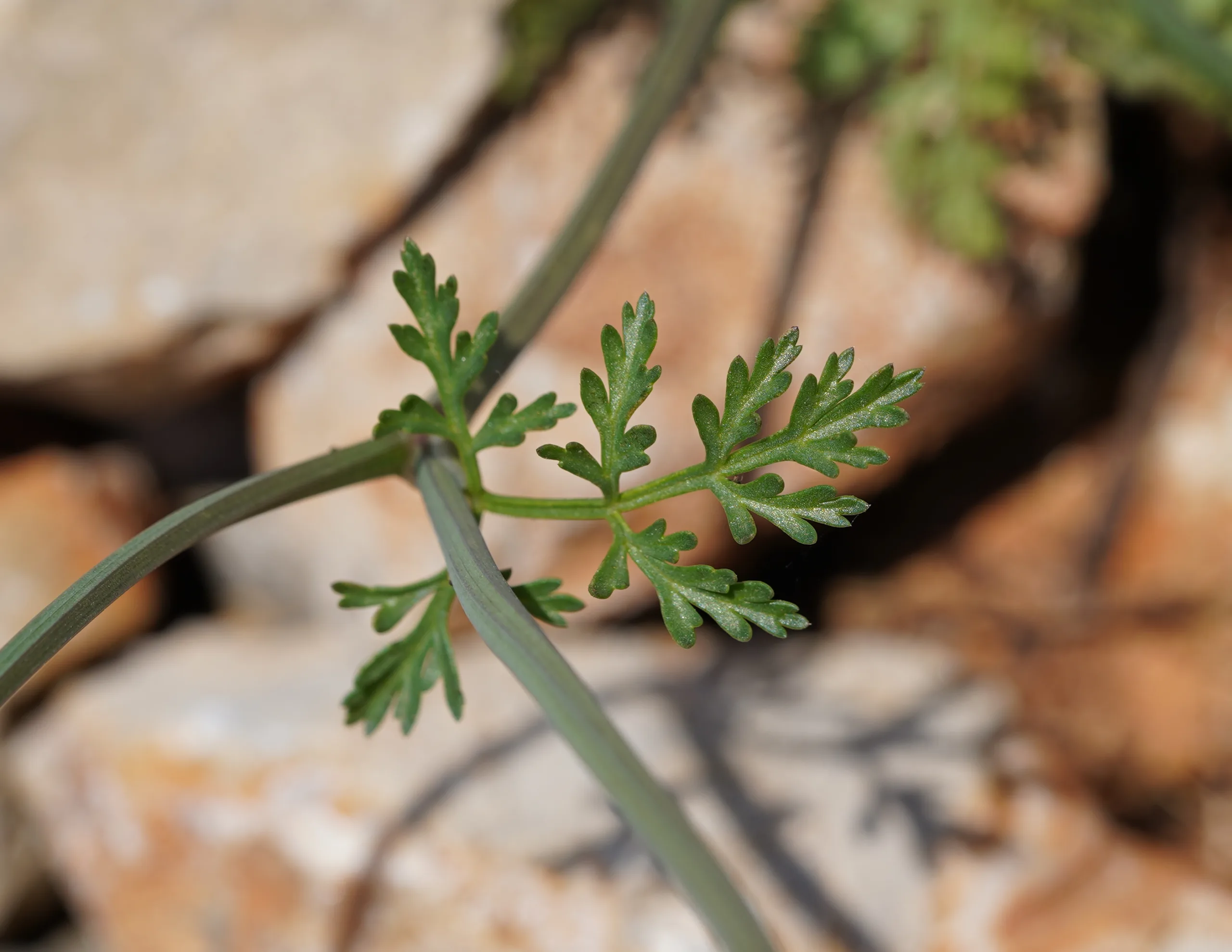 Orlaya daucoides