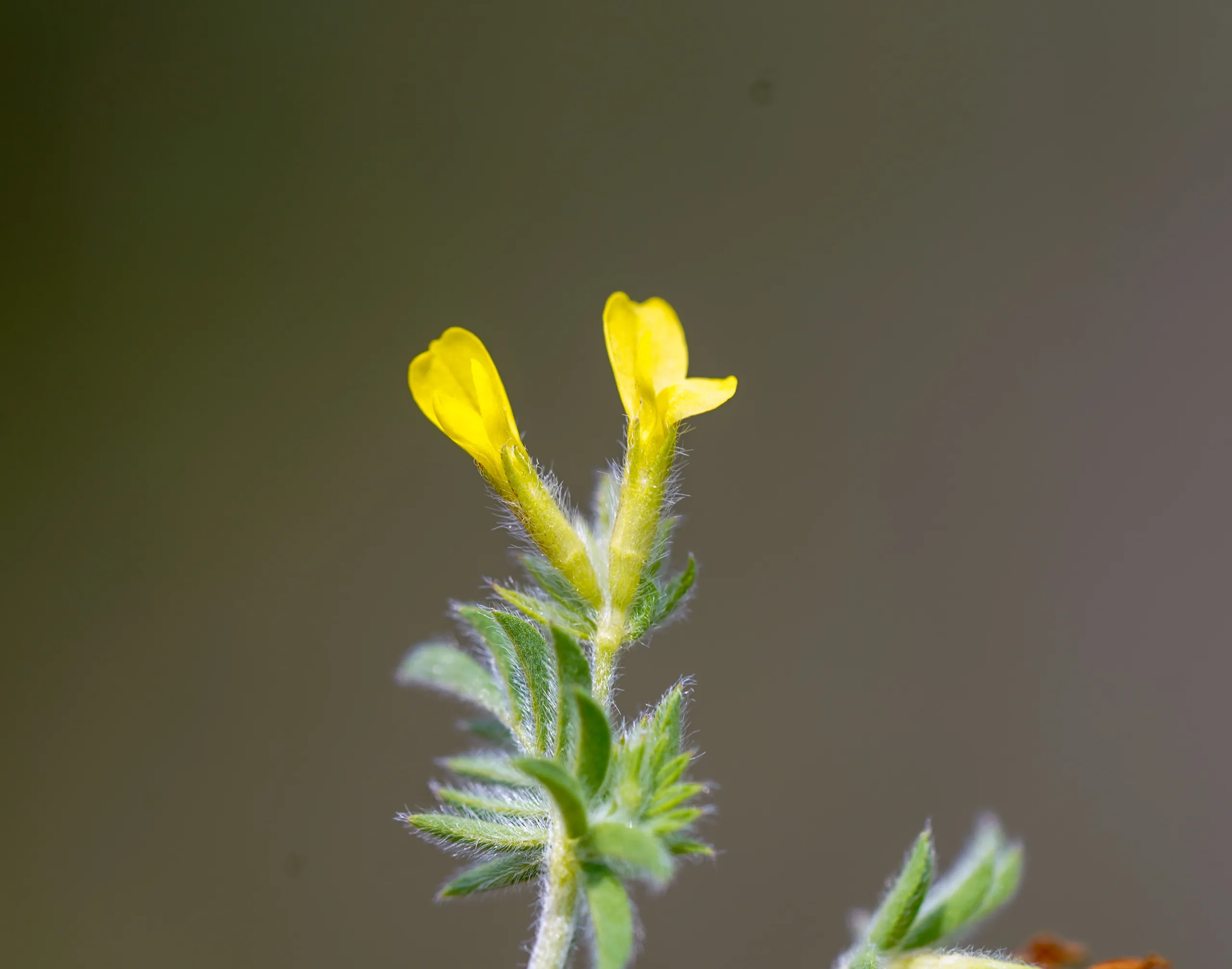 Ornithopus compressus
