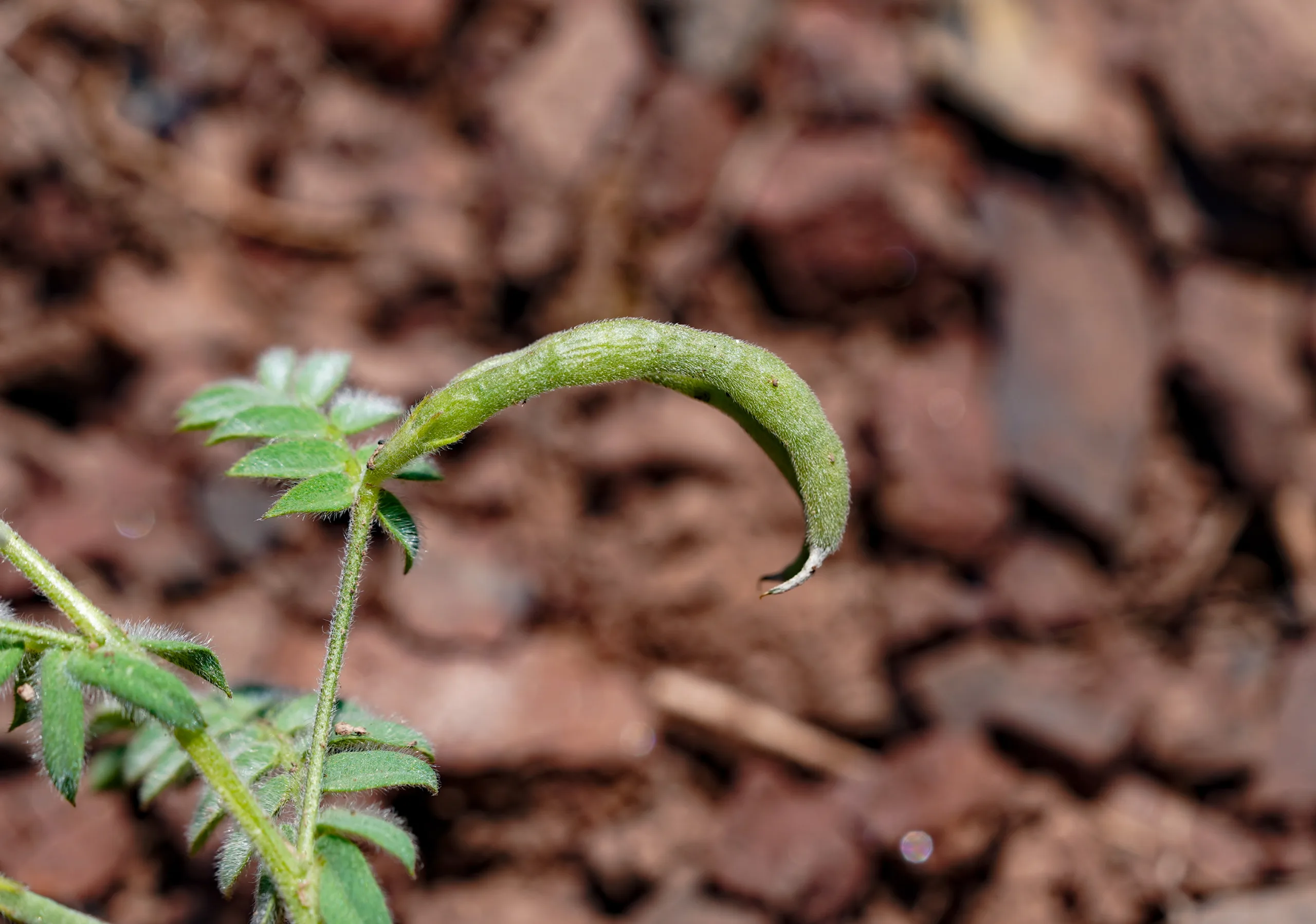 Ornithopus compressus