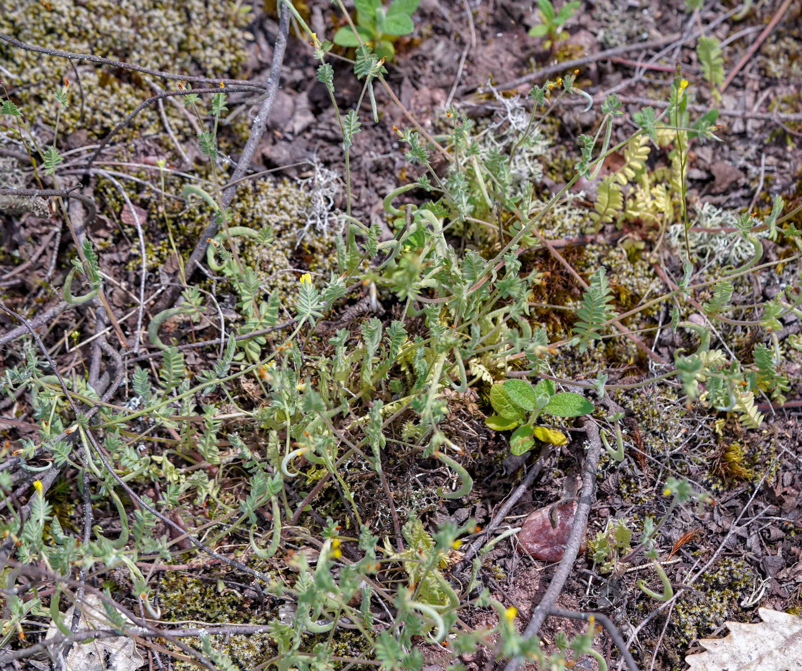 Ornithopus compressus