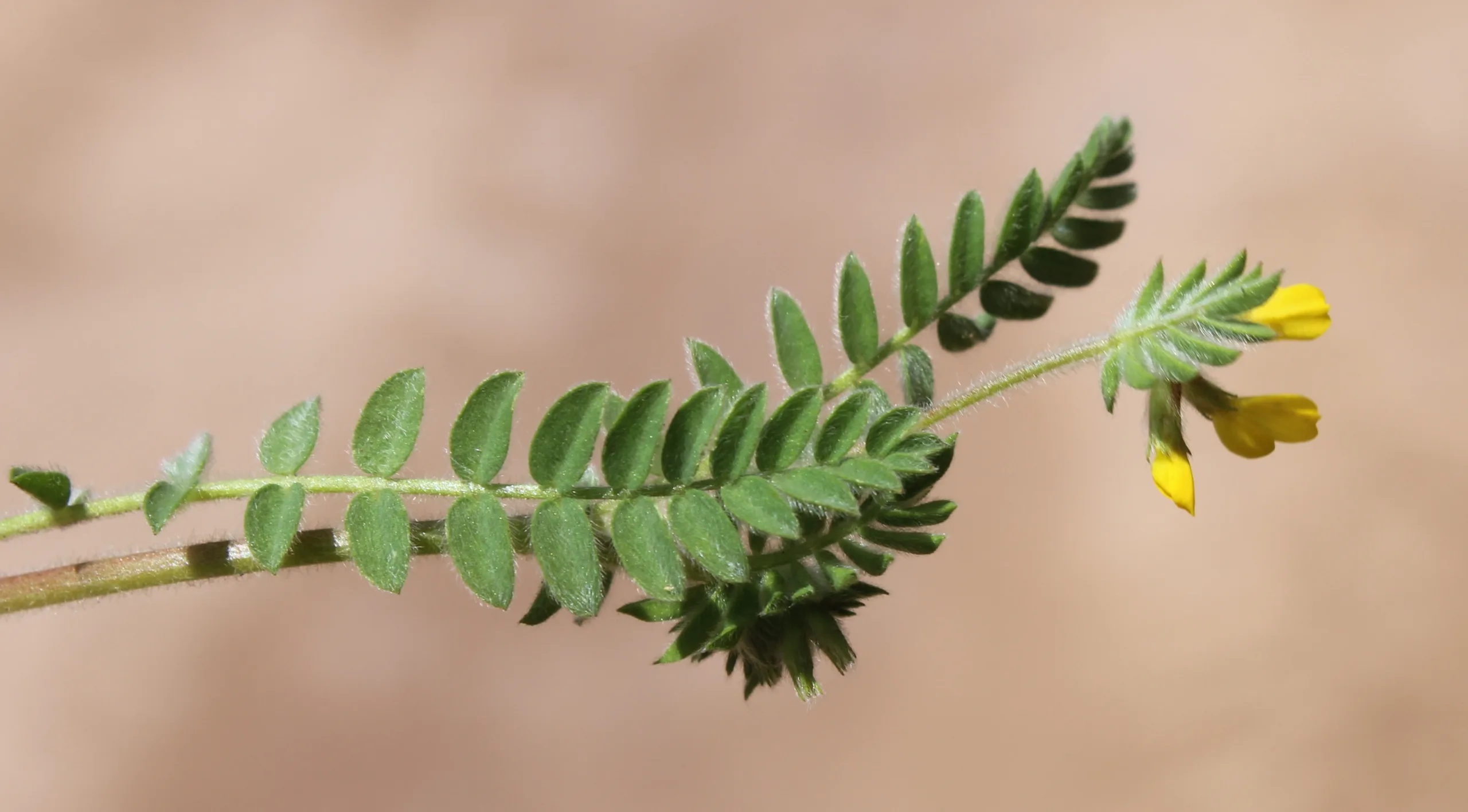 Ornithopus compressus