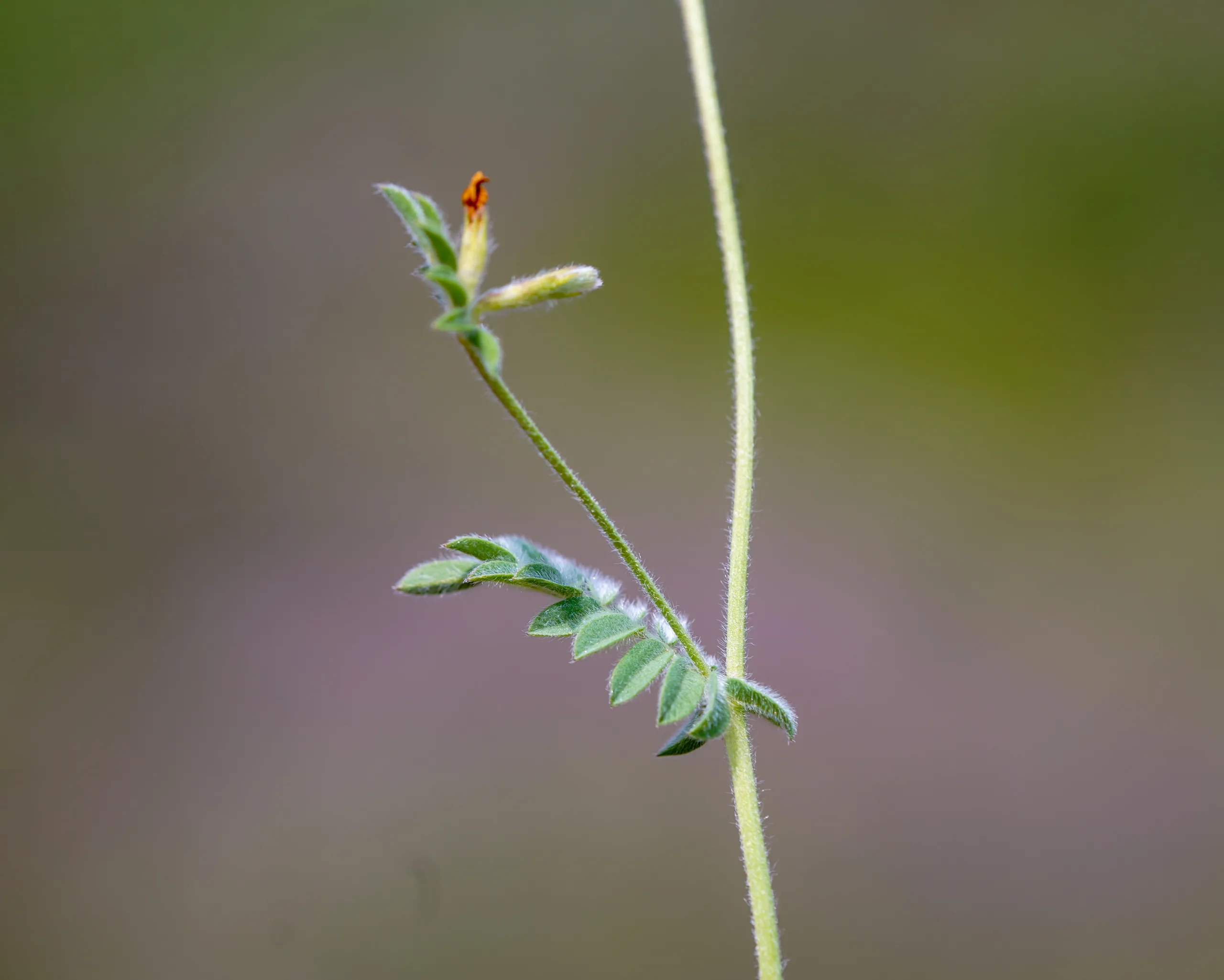 Ornithopus compressus