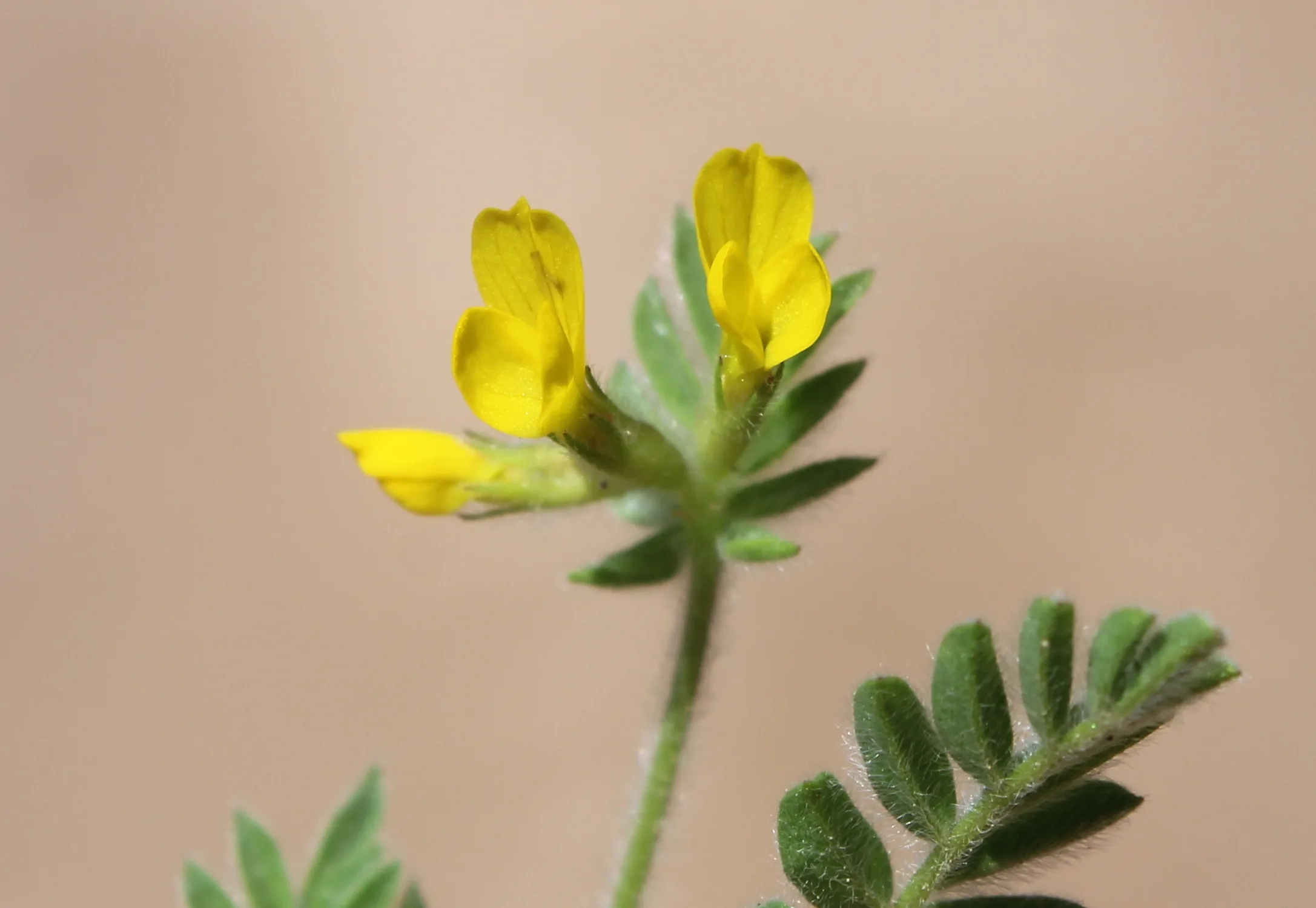 Ornithopus compressus