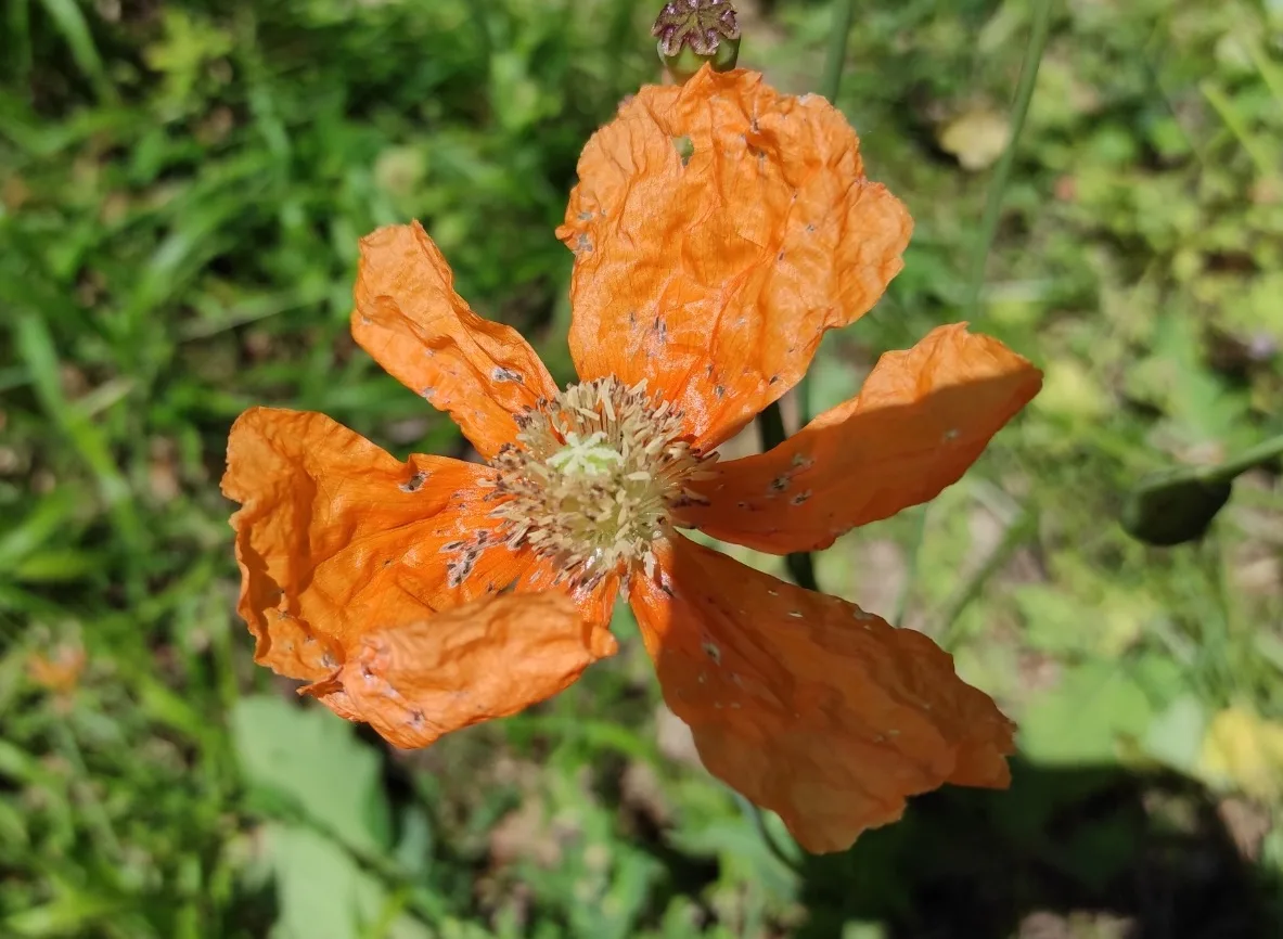 Papaver pilosum (Kel lale)