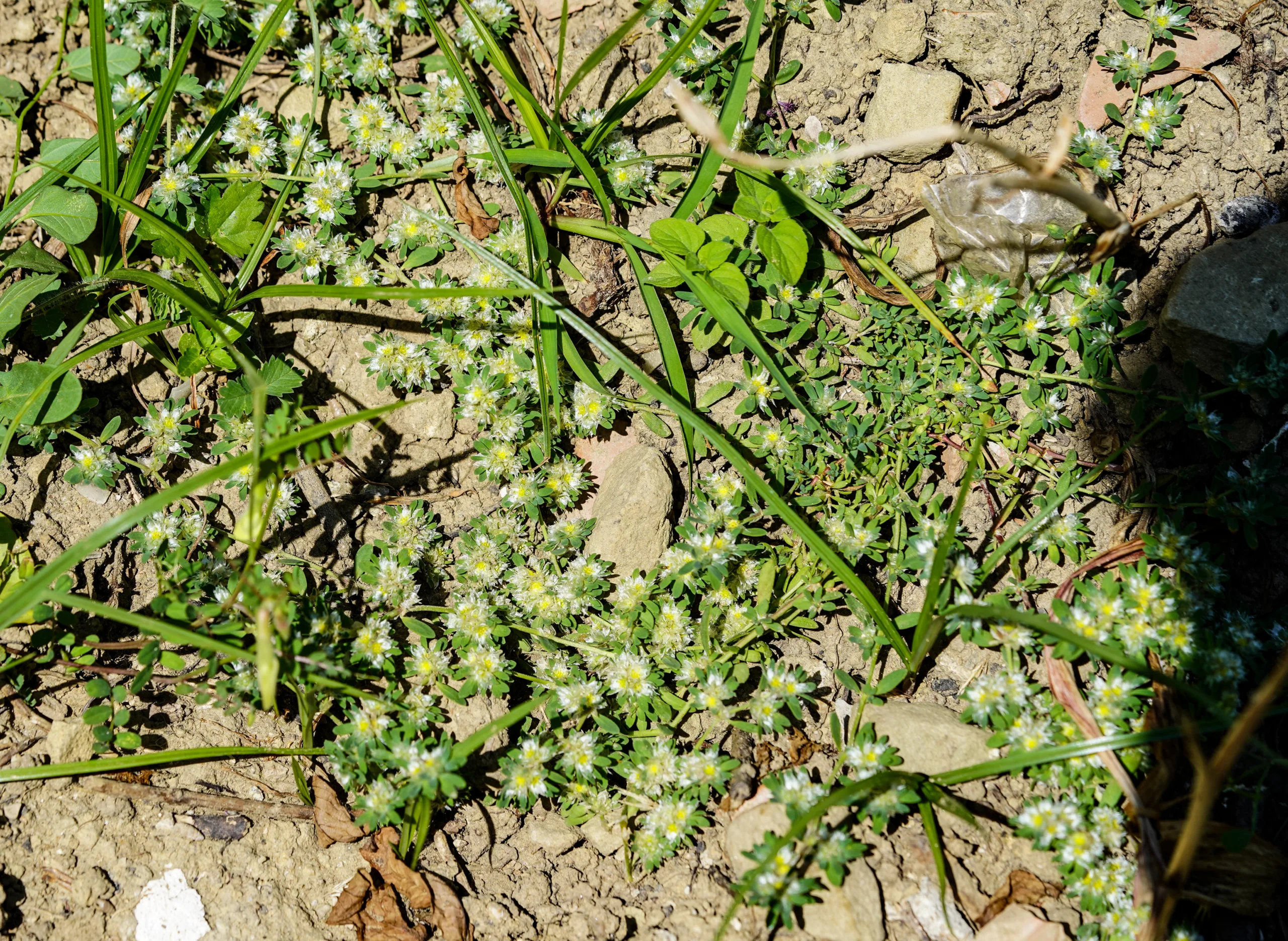 Paronychia polygonifolia