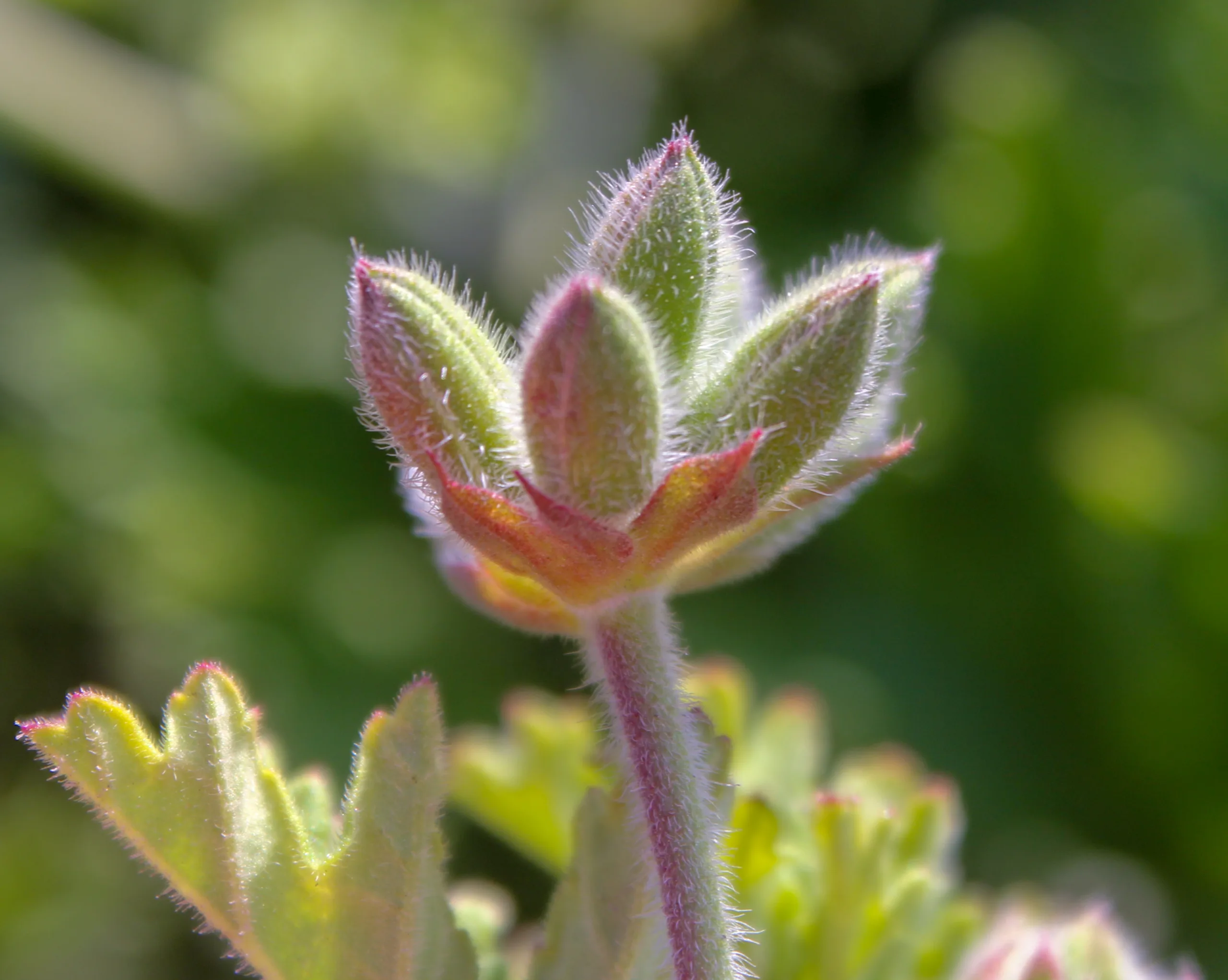 Pelargonium graveolens